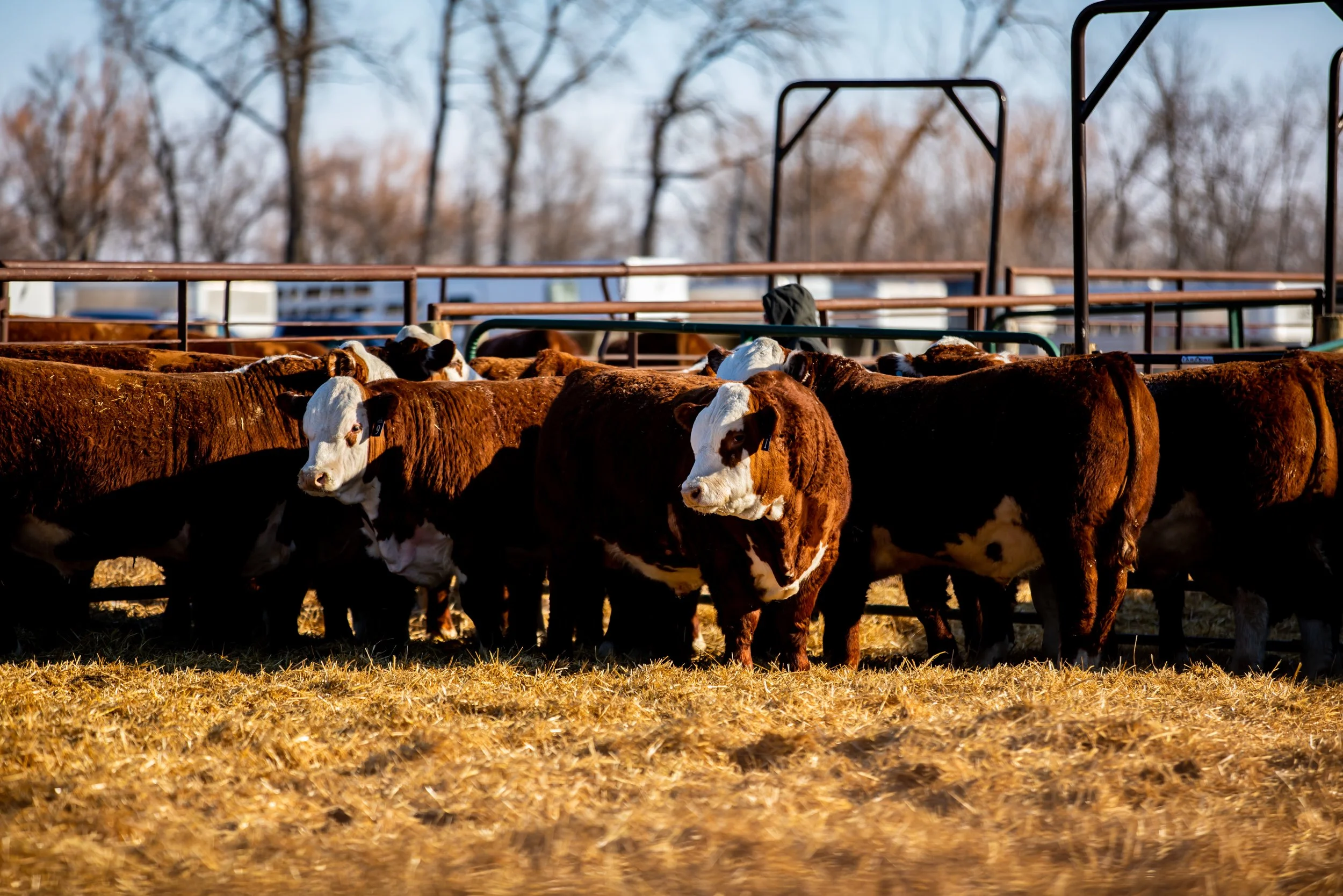 ToppHerefords-2053.jpg