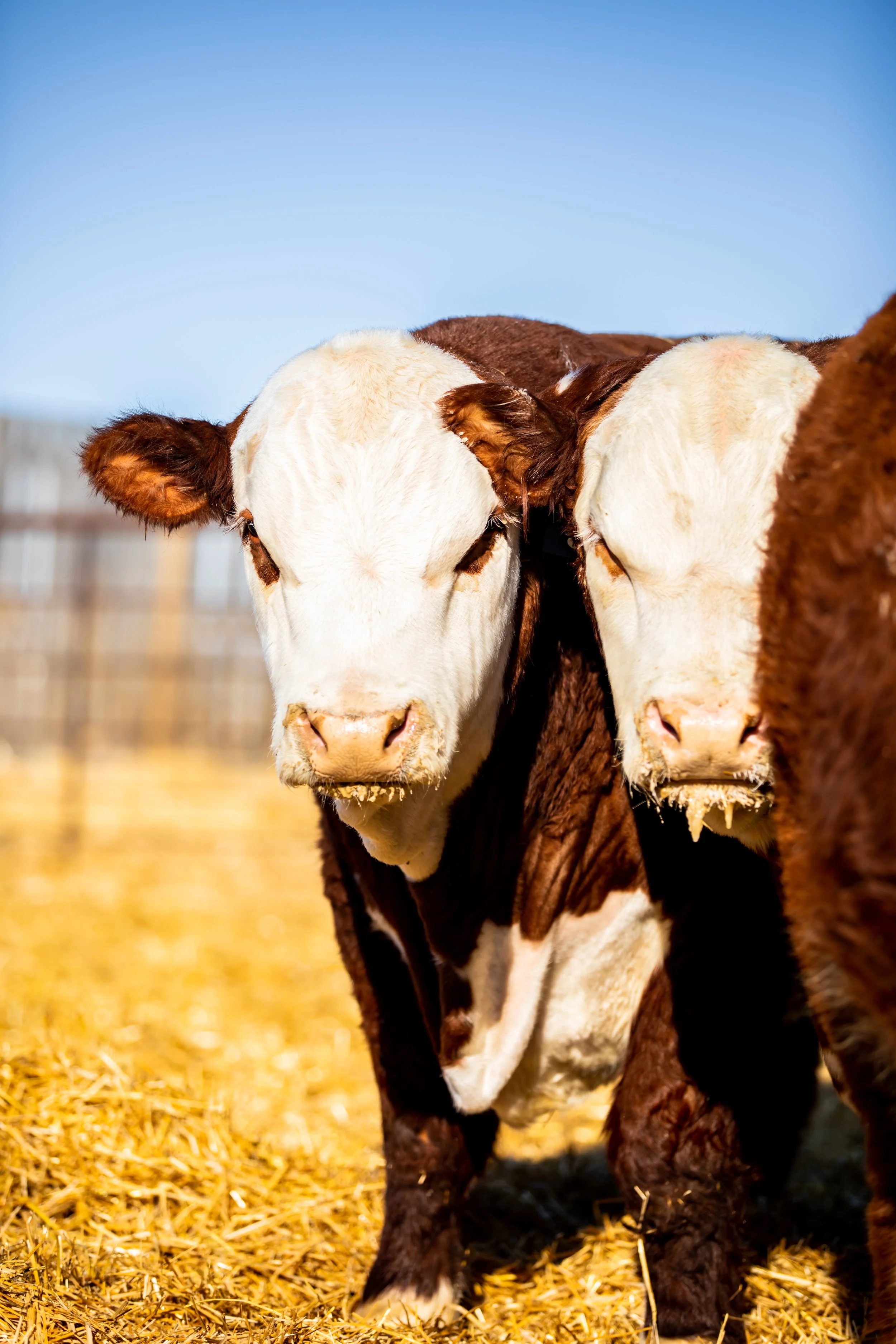 ToppHerefords-2092.jpg