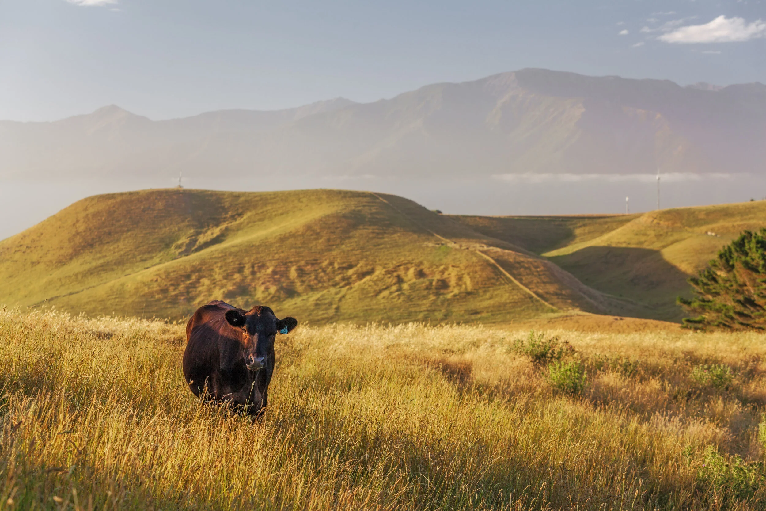 NZRSB questions UN claims about meat industry