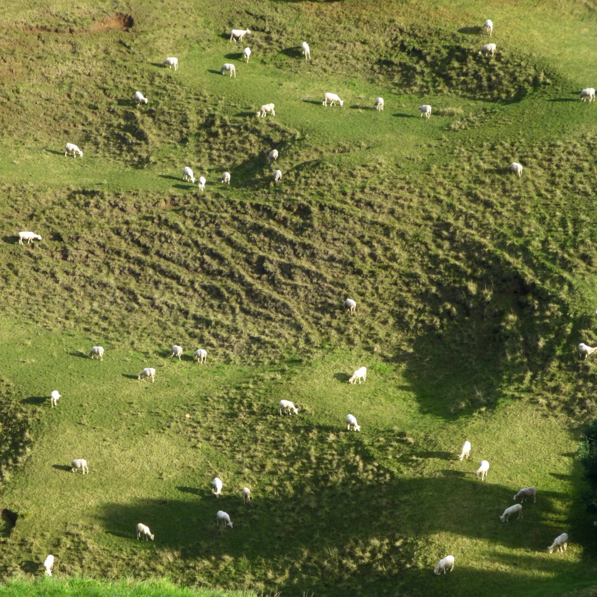 New Zealand sheep and beef farms close to being carbon neutral