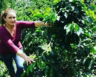 Sandra Isabel Largo Pietro is the producer of our new dark roast from Finca La Loma. A woman produced coffee with tasting notes of walnuts, maple syrup, papaya and brown sugar. Balanced with bright acidity and medium body.  Available on our web site 