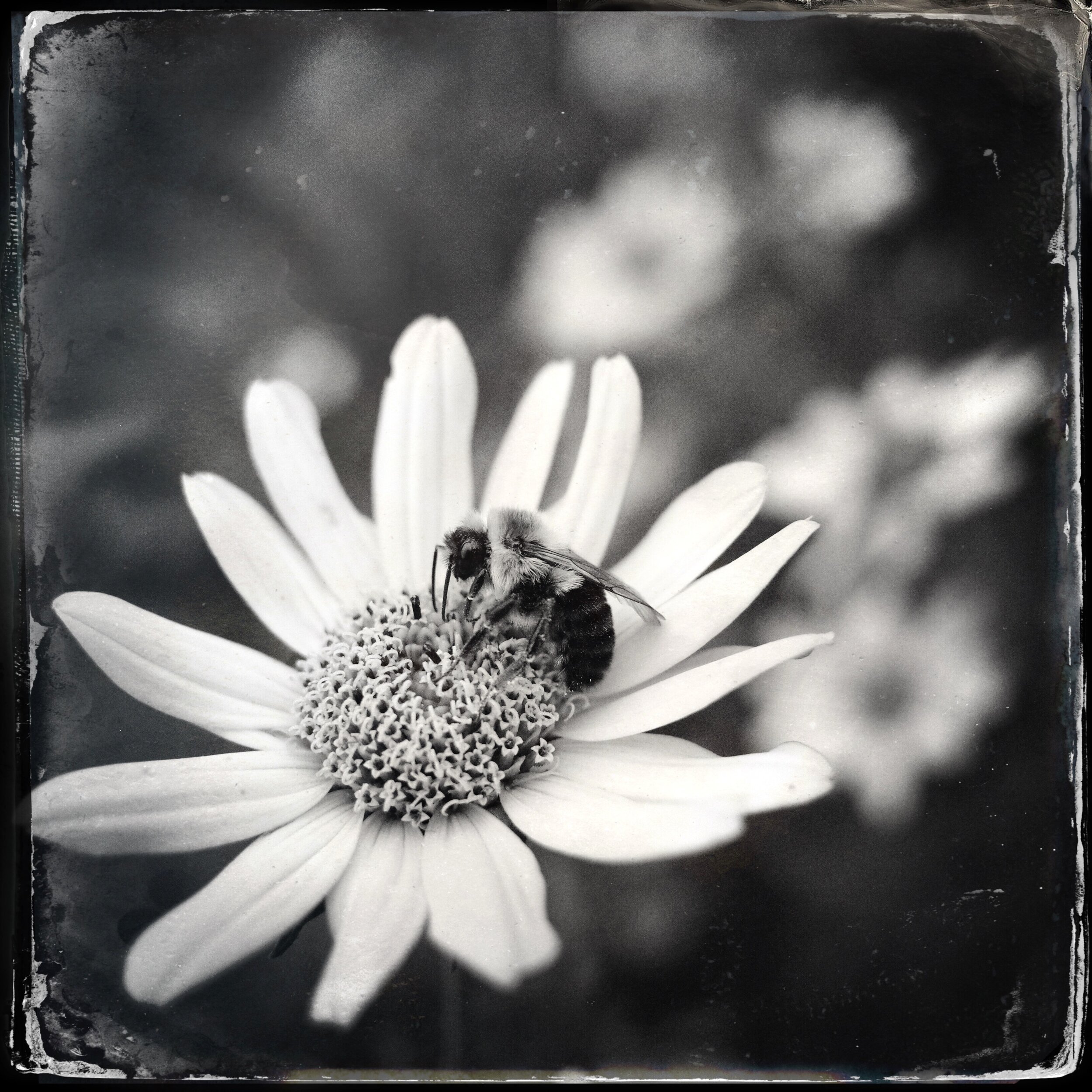 A busy bee has no time for sorrow