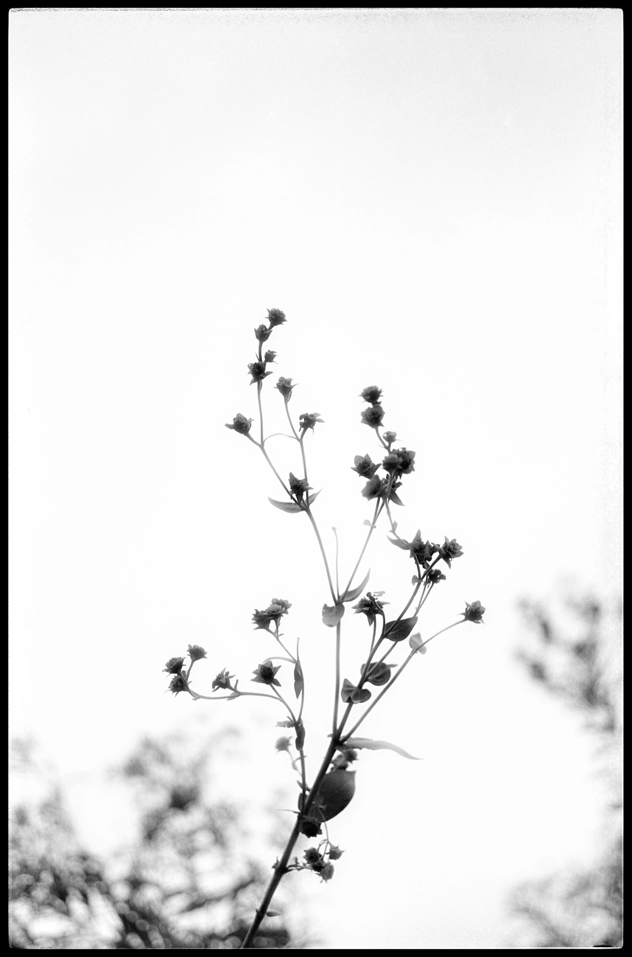 In the garden 2