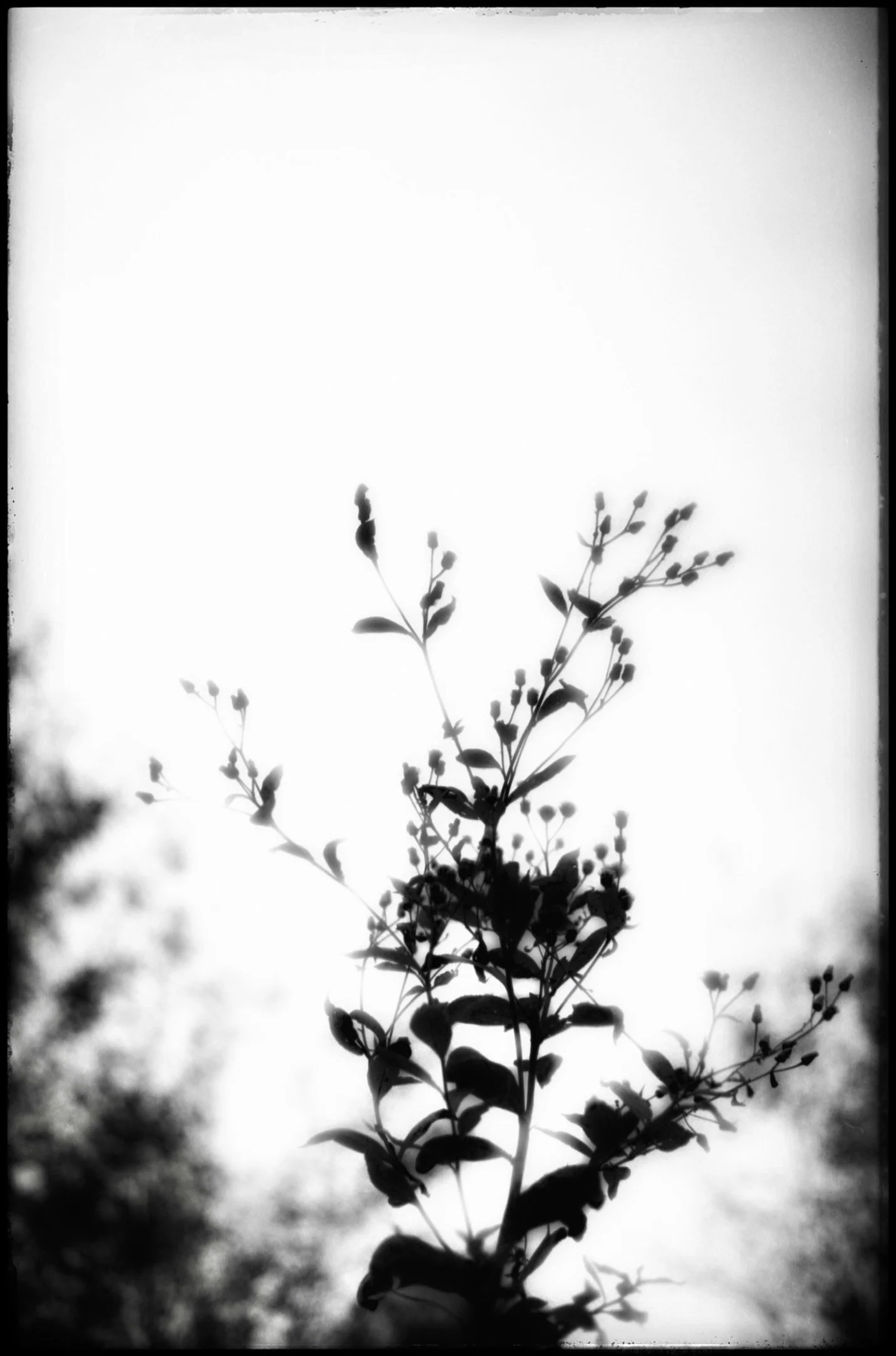 In the garden 3