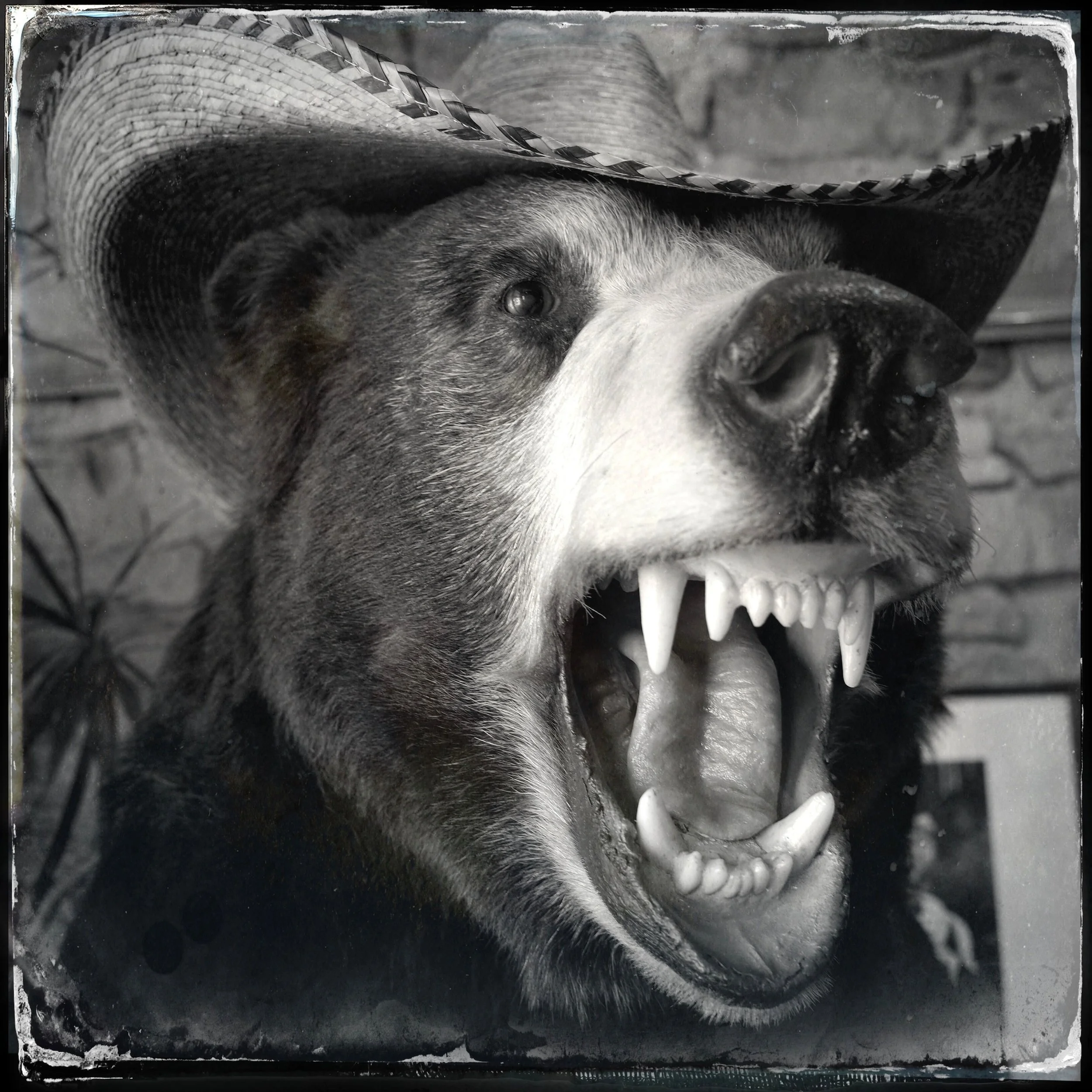 Da Bear.