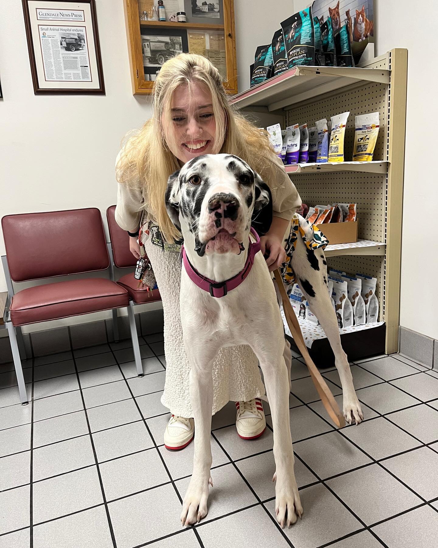 Majestic MERCY, a harlequin Great Dane is under the care of the esteemed Dr. Ahmad. She was covered in foxtails and ticks and was rescued and brought to GSAH! 🐶🐾🤍