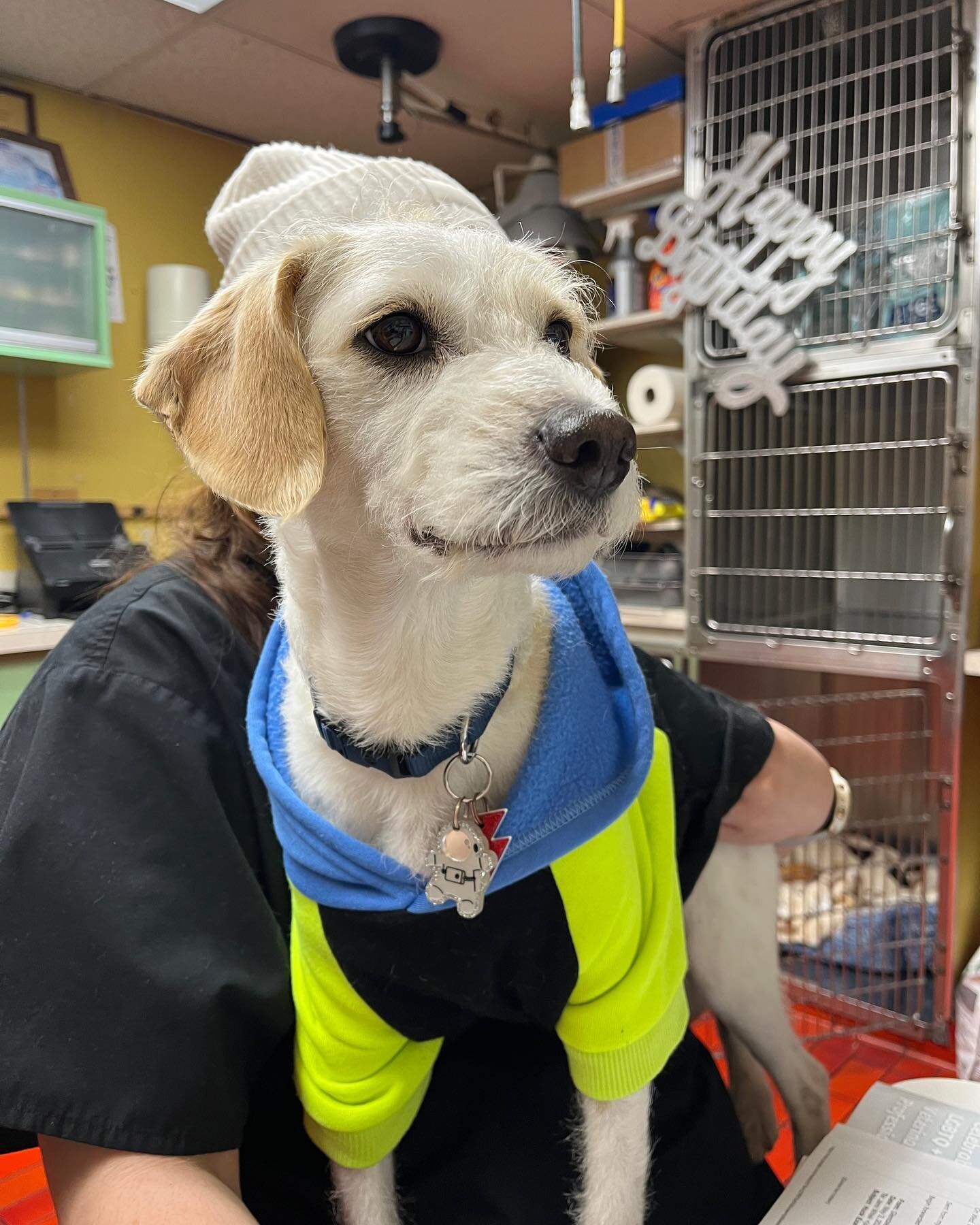 MEET BENNY❤️ROCKING HIS BEANIE❤️EMPLOYEE OF THE MONTH!!! ❤️🐾🐶