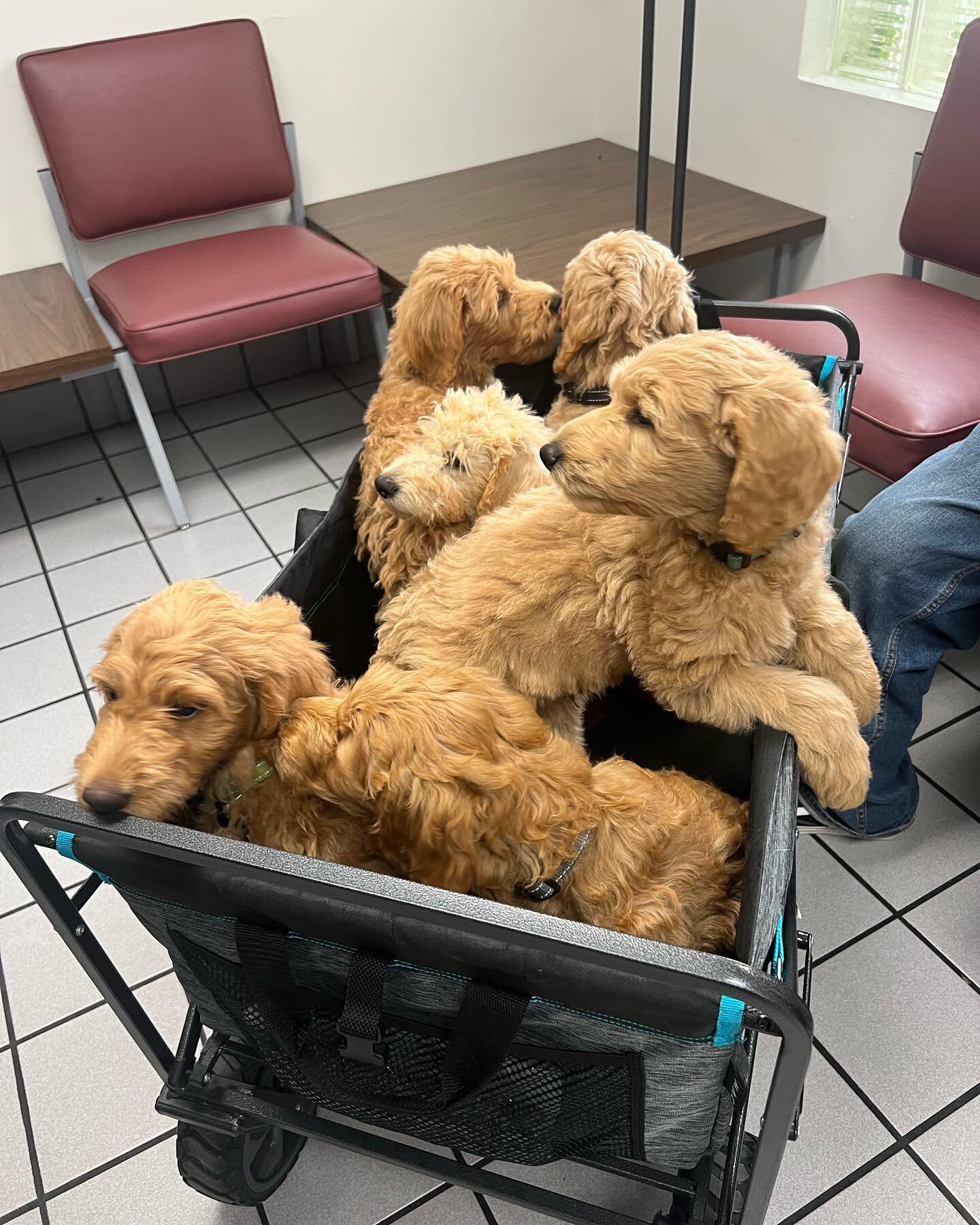 Happy Monday from our adorable patients!🐾🐶🤍 #puppies #doodlesofinstagram
