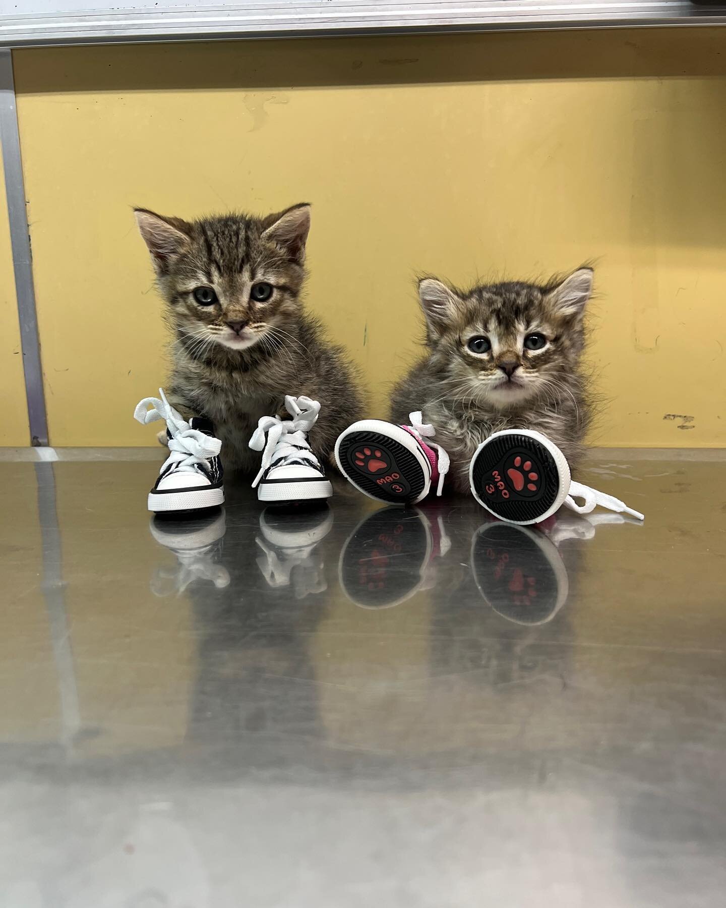 Meet Chicken &amp; Nugget! These two adorable kittens were found underneath a car by a true hero named Legend! 🤍🐈🐶🐾❤️ swipe to see our hero, Legend! 🐶🐾