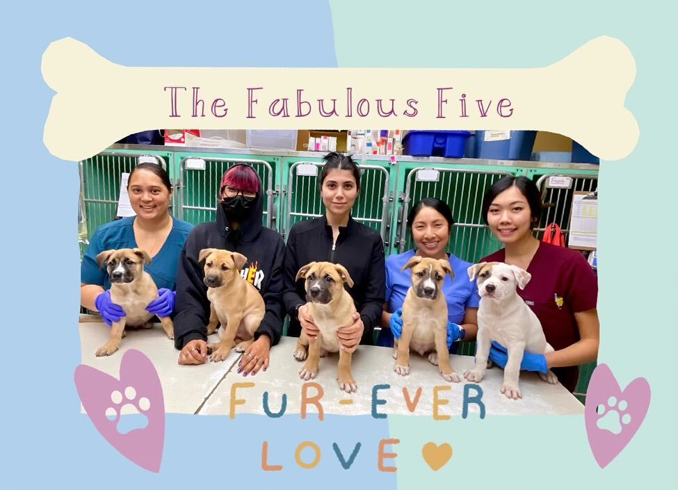 The Fabulous Five!🐶🐾🤍