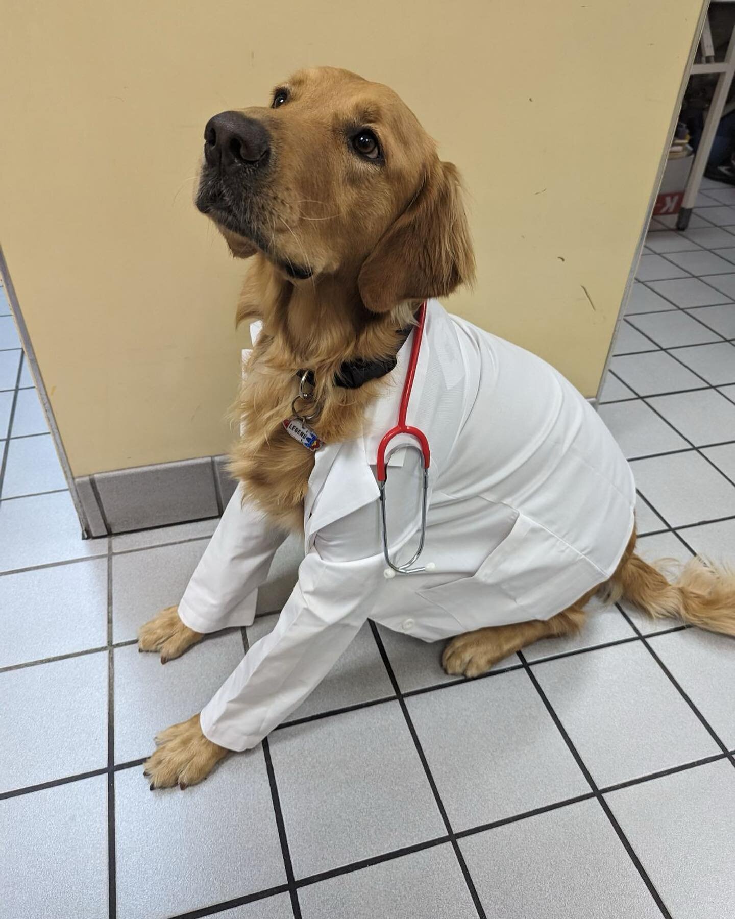 Meet the new Doctor at Glendale Small Animal Hospital! He only sees canines! Meet Dr. Legend 🐶🐾🤍