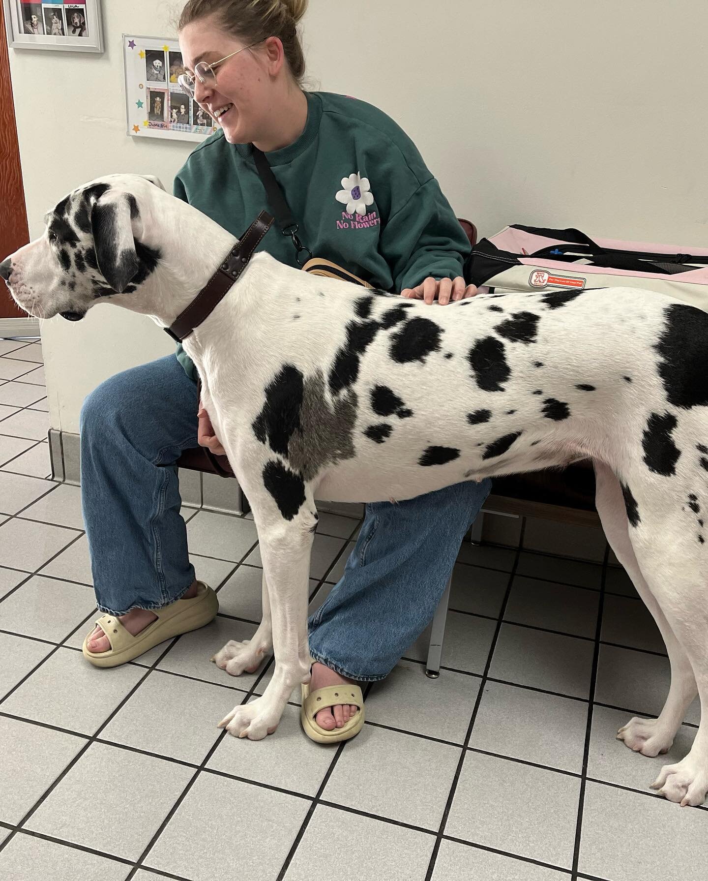 Beautiful Mercy came in a few days ago for a check up! Swipe to see her adorable face.. she was a little nervous🐶🤍🫶🏻 @geezjess