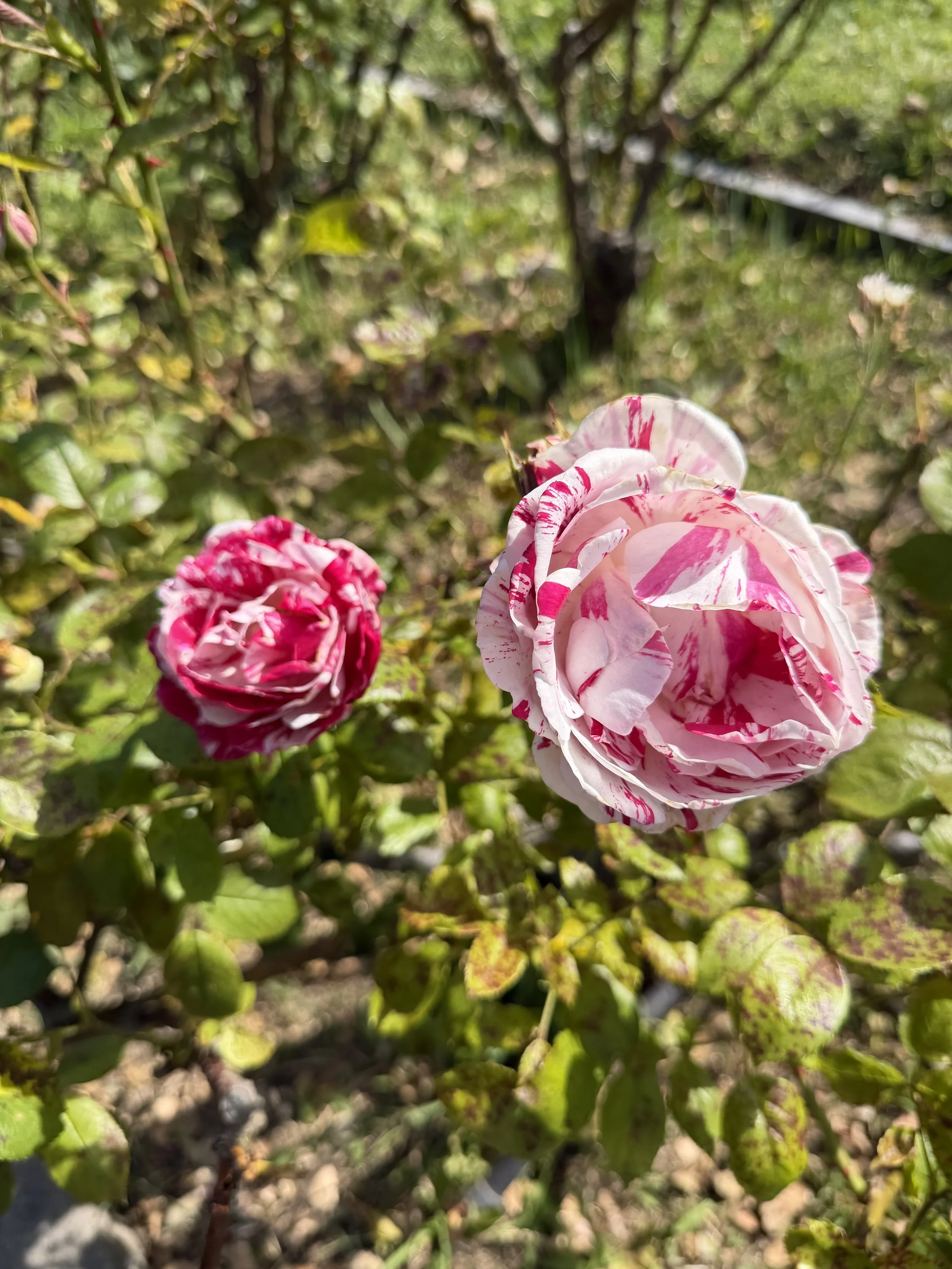 Close-up of pink and white variegated roses in a garden.