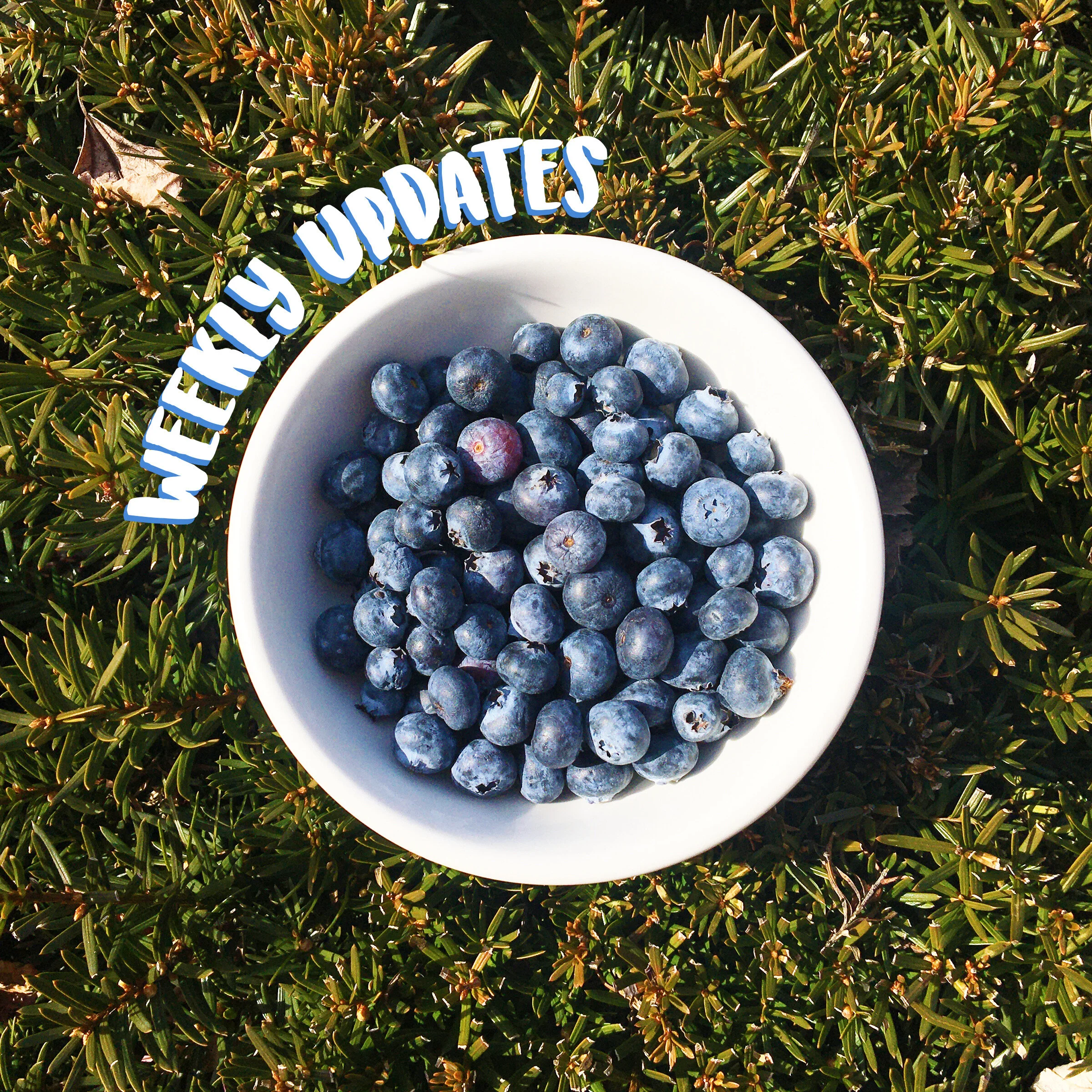 Grounded Grub Weeklies! 02.25.2020 