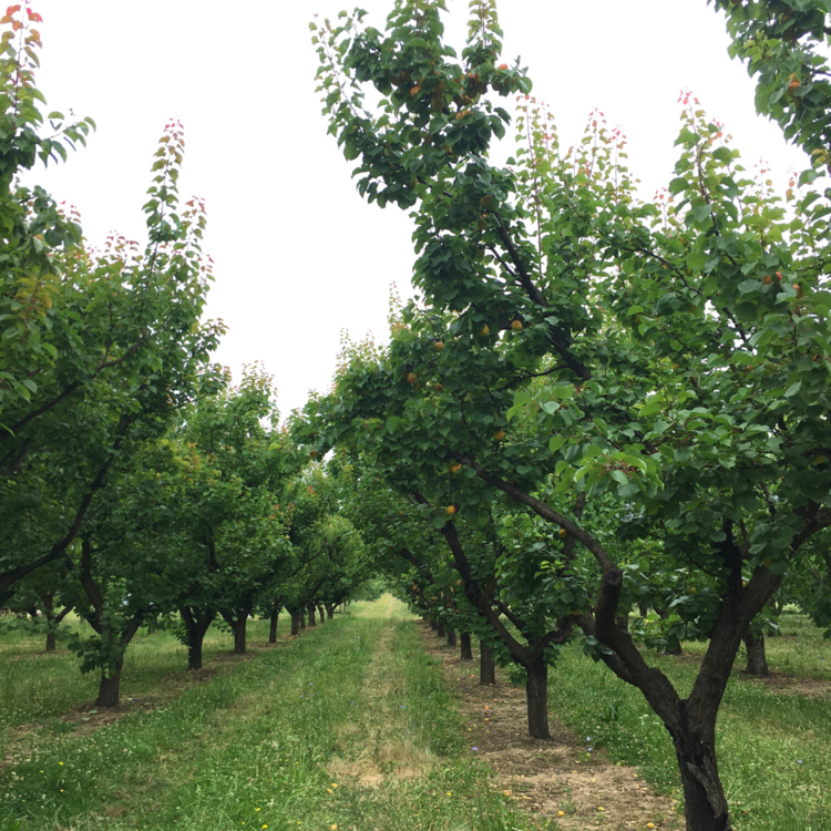 Perennial Plants for Soil Health — Grounded Grub