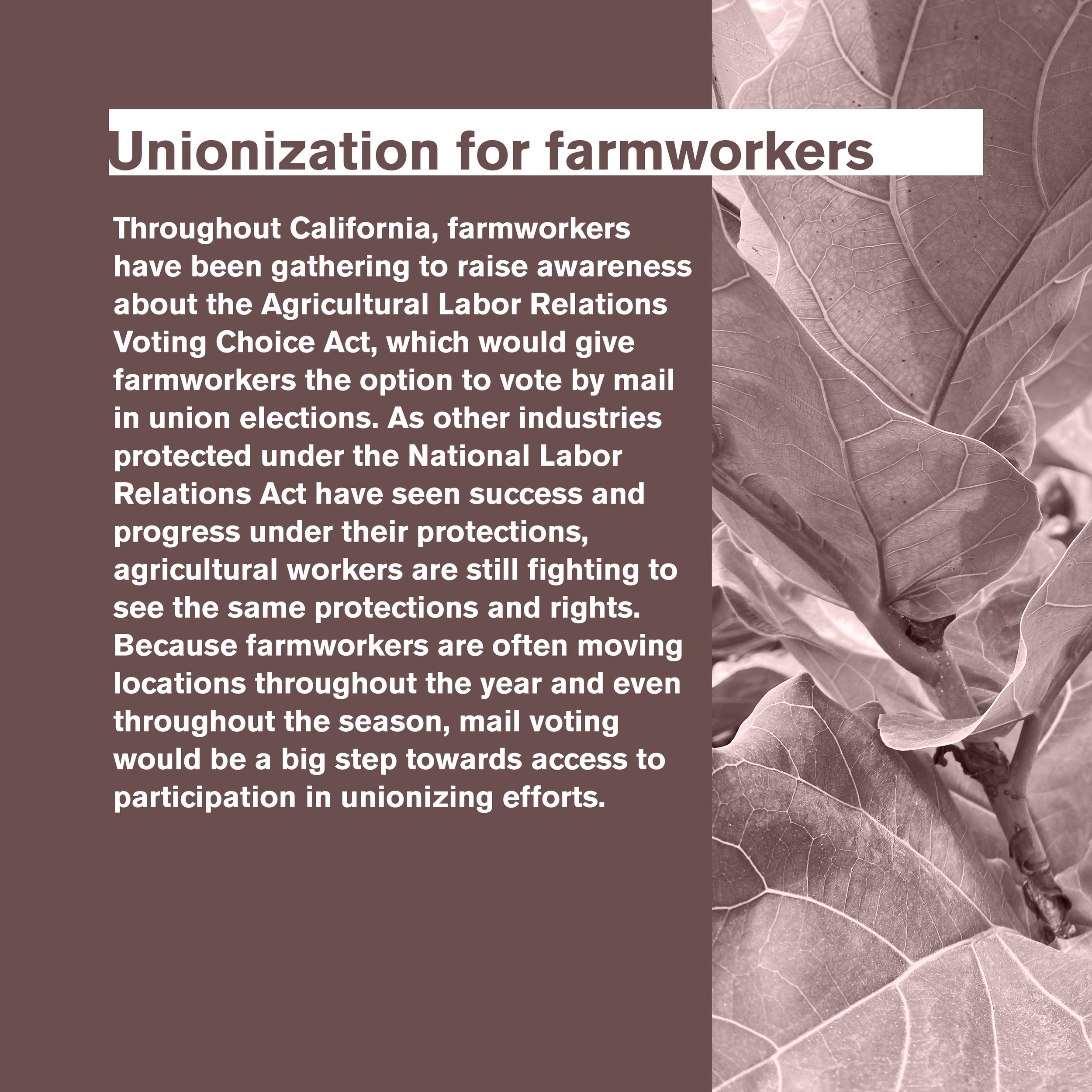 farmworker unionization.jpg
