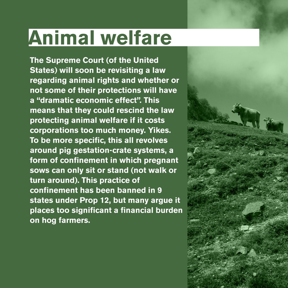 animal welfare.jpg
