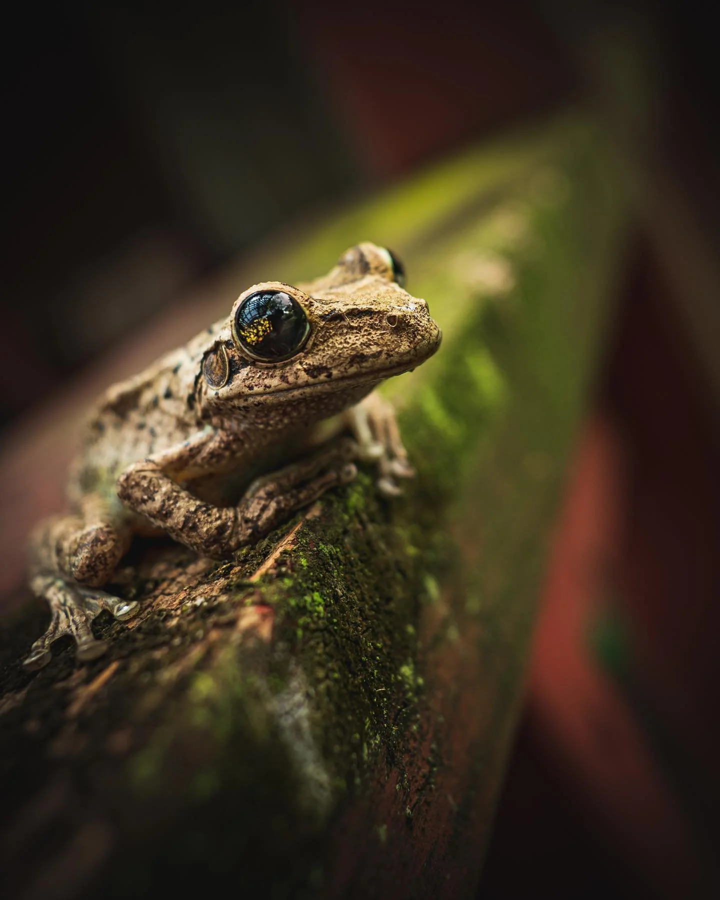 🐸