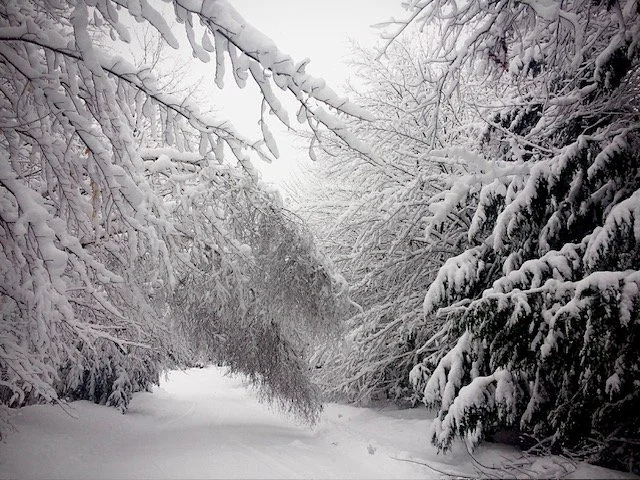Early morning on Atwood Lane after a lovely night time snow.jpg