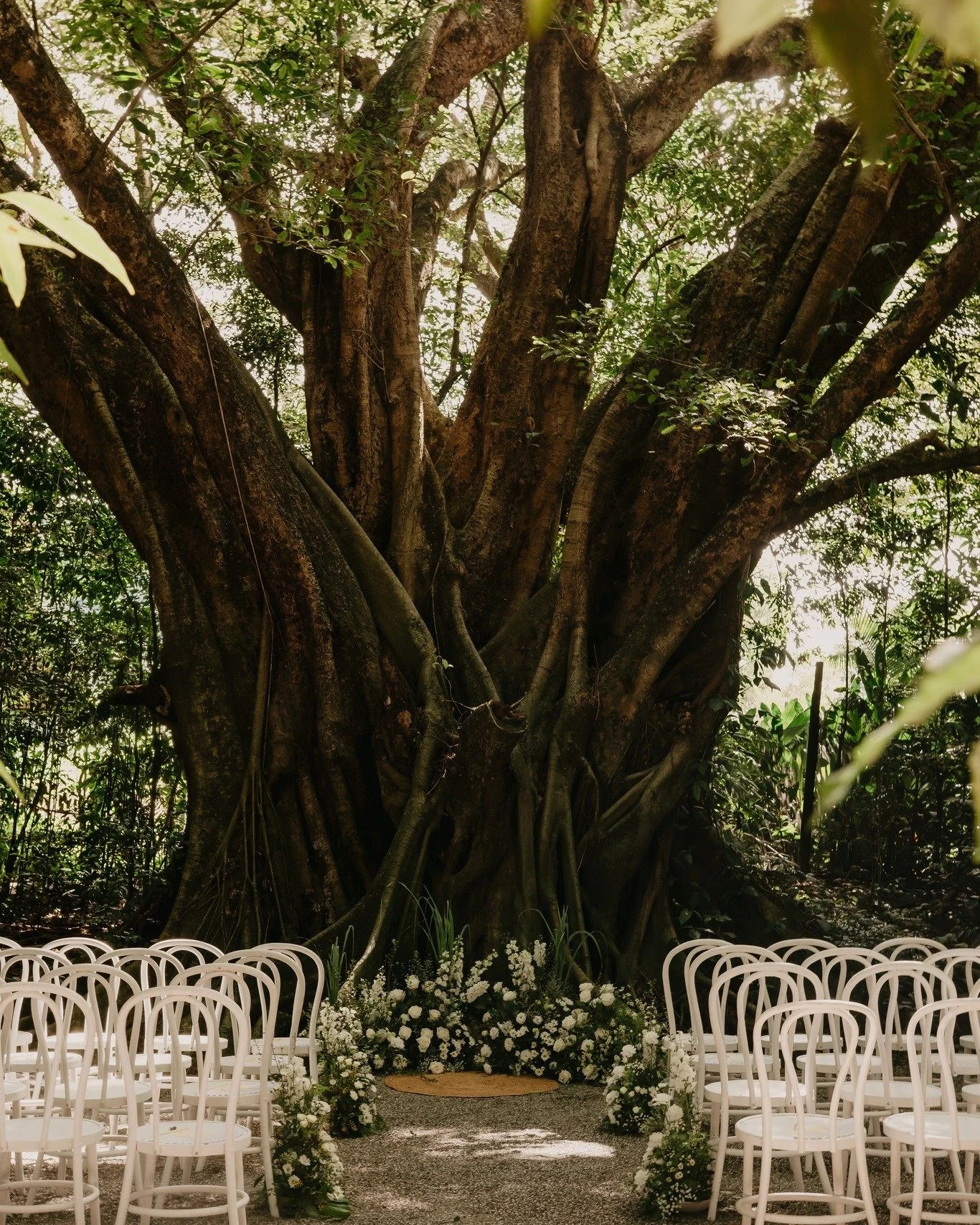 Yes, it's that Tree again.... I just love The Rainforest Grotto.... 

Pic @katiepurlingphoto 
Styling @pdweddingsandhire 

 #cairnsweddingflorist #cairnsweddingflowers #tropicalweddingceremony #athertonweddingflowers #weddingflowerscairns #portdougla