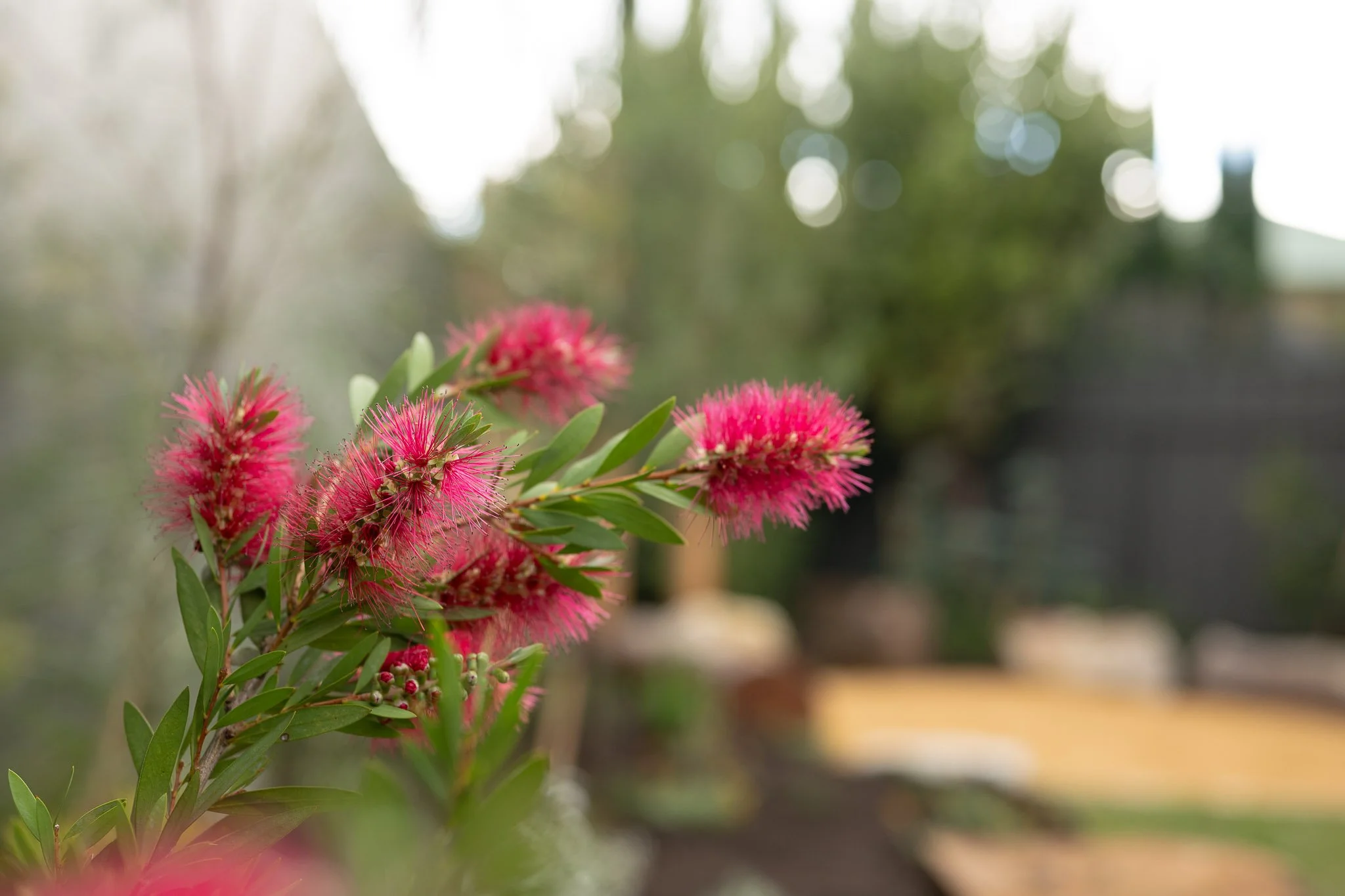 Columbia_Avenue_Desert_Flower_Landscaping-6.jpg
