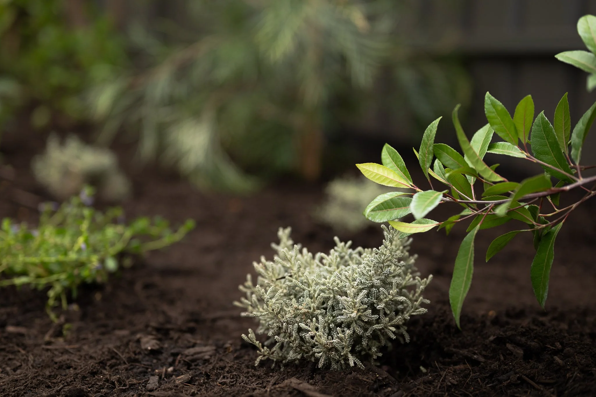 Columbia_Avenue_Desert_Flower_Landscaping-8.jpg