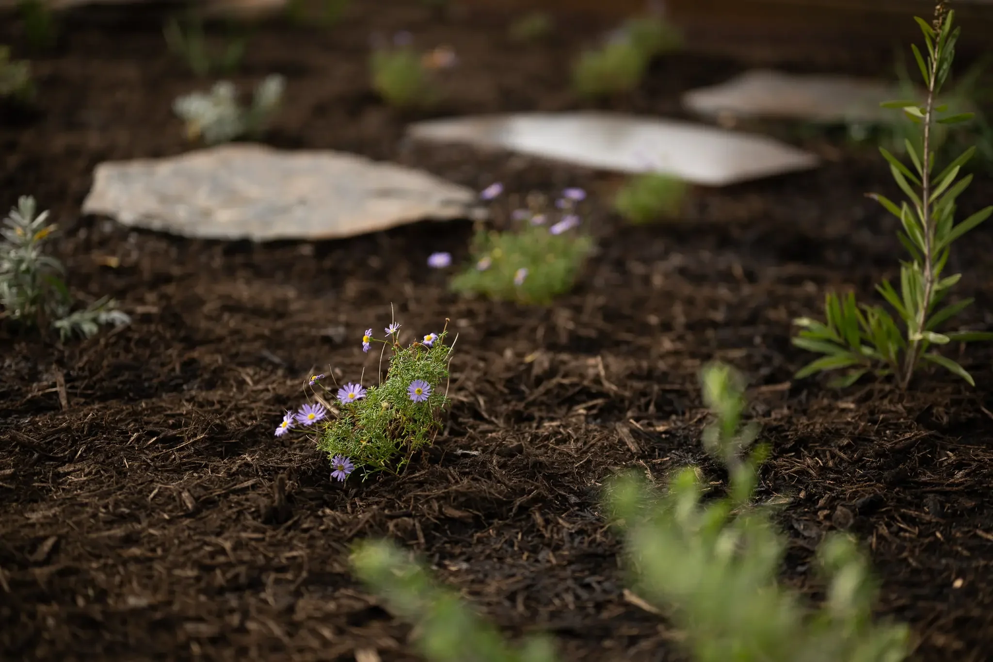 Native groundcover planting