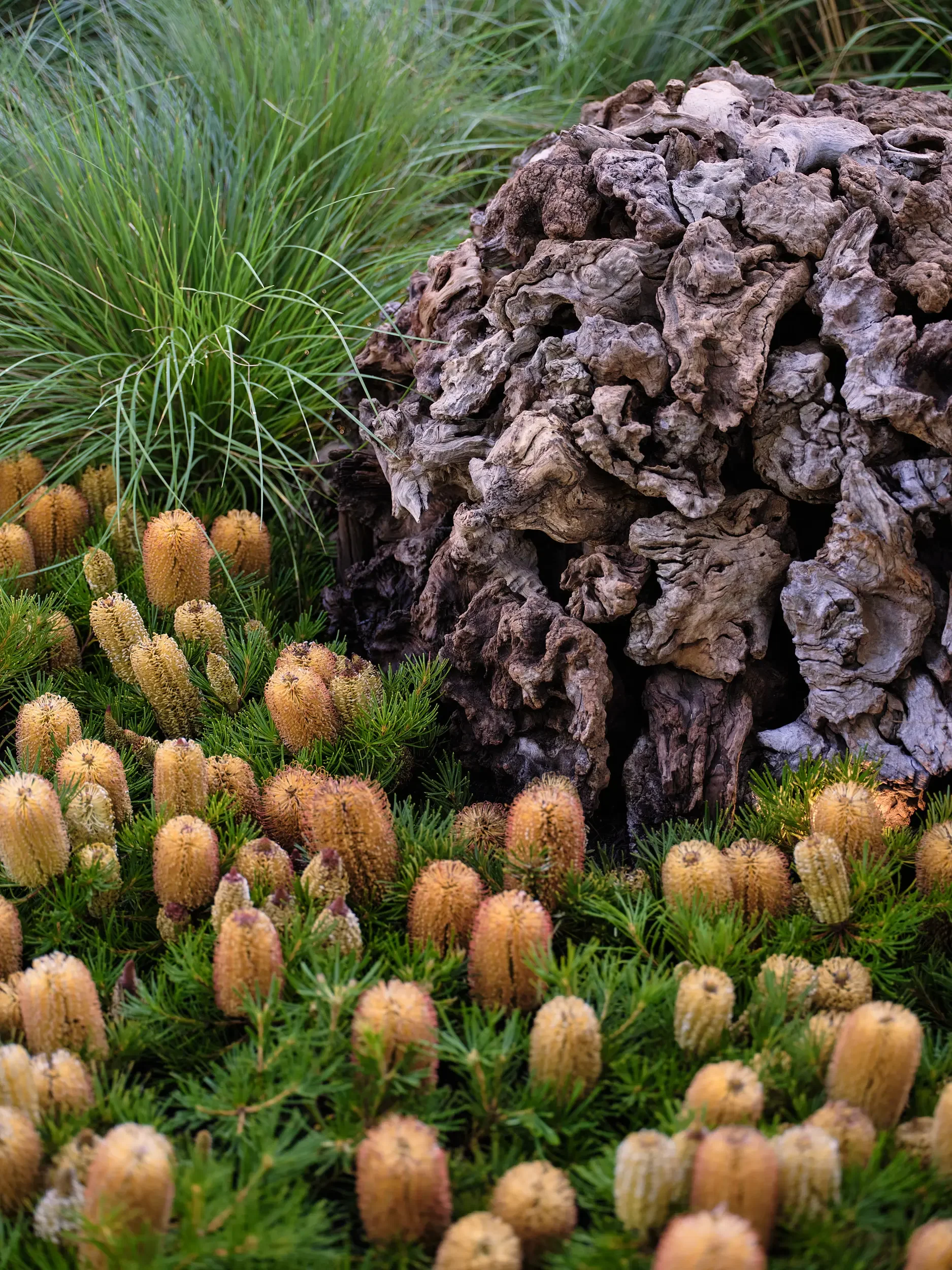 ǝ'skāp-banksia-melbourne-international-flower-garden-show-©ERIKHOLT.webp