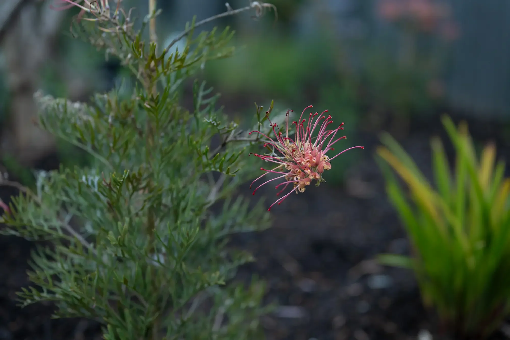 thebarton-garden-grevillea-native-flower.webp