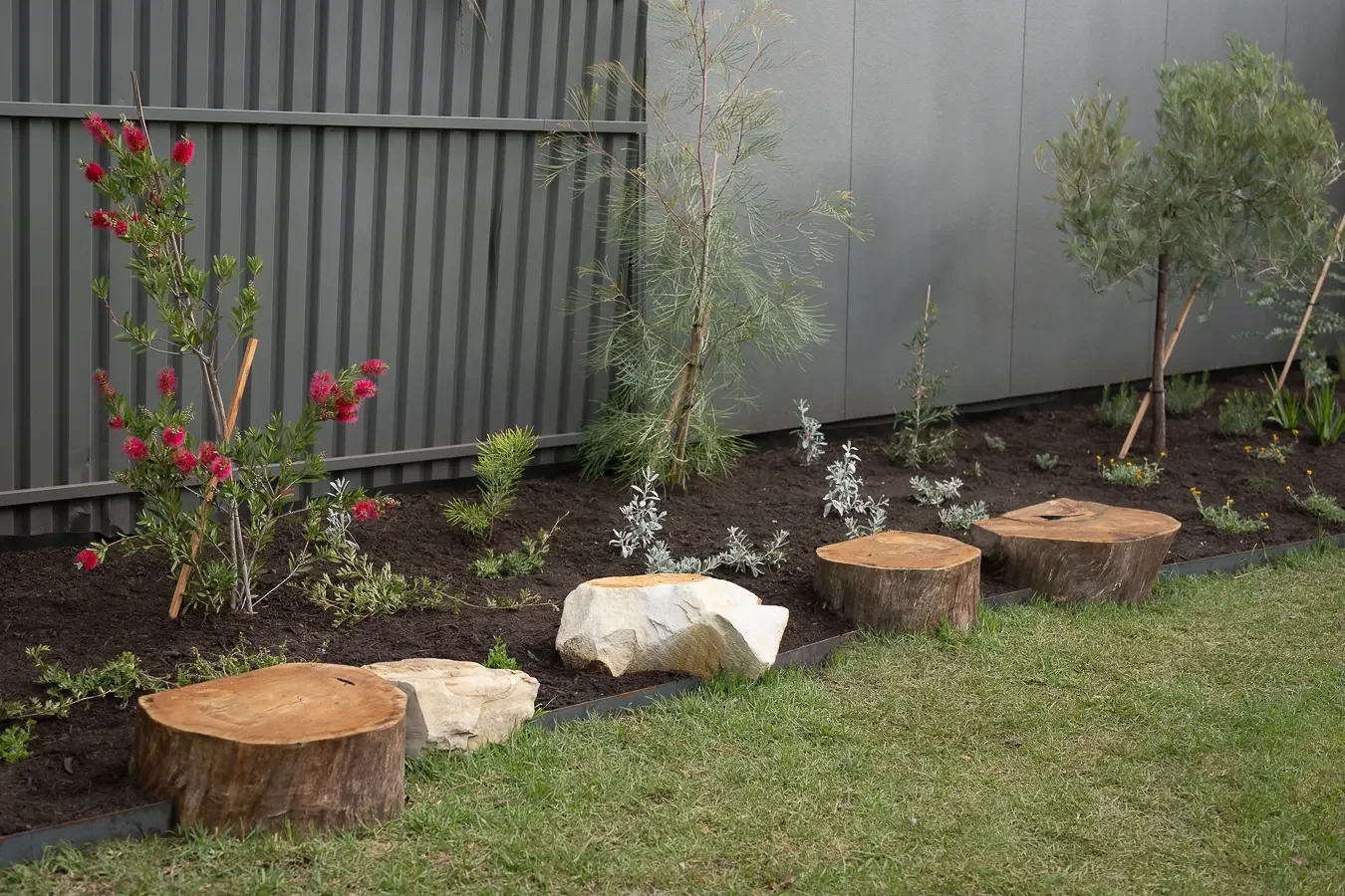 Native garden bed with flowering callistemon