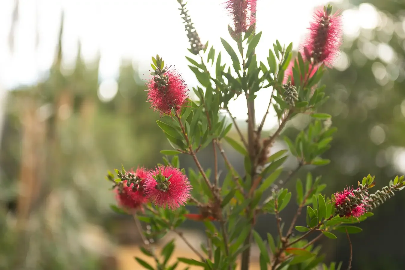 Pink callistemon (bottlebrush) flowers