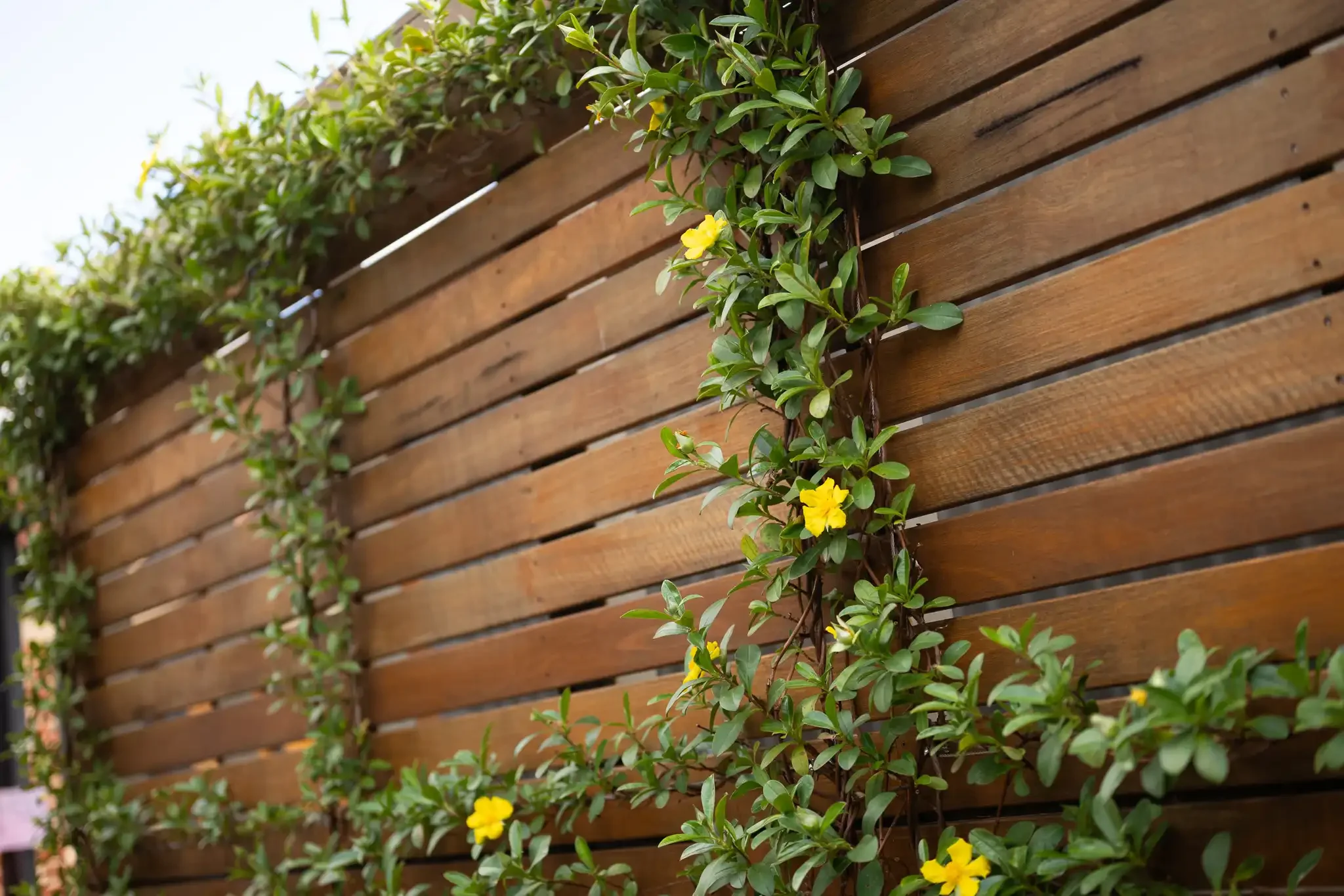 Spotted gum screening with yellow climbing plant