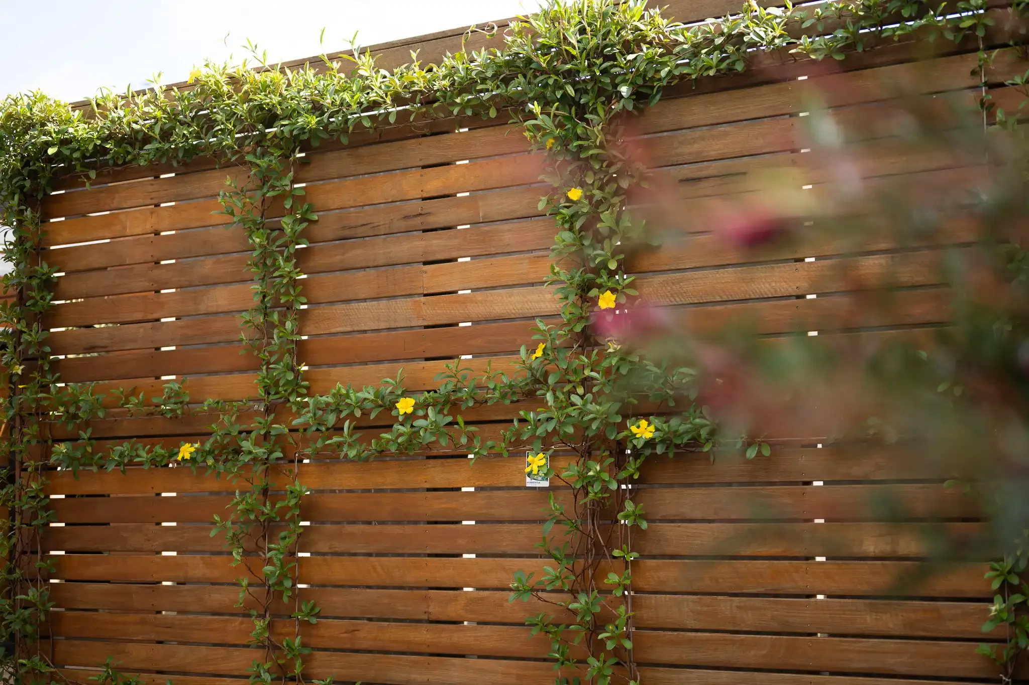 Spotted gum screening with yellow climbing plant