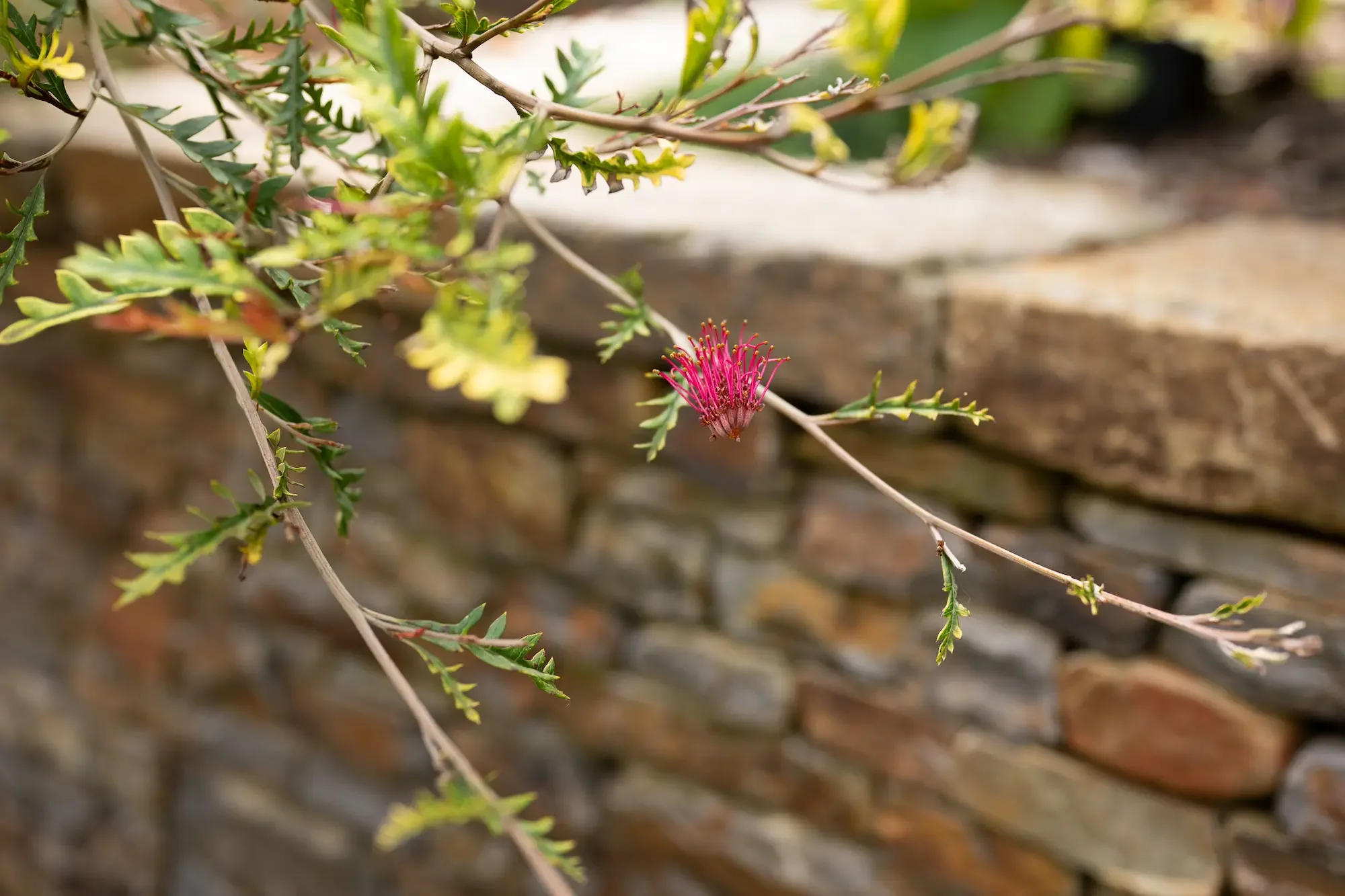 Grevillea in front of Wistow bluestone walling