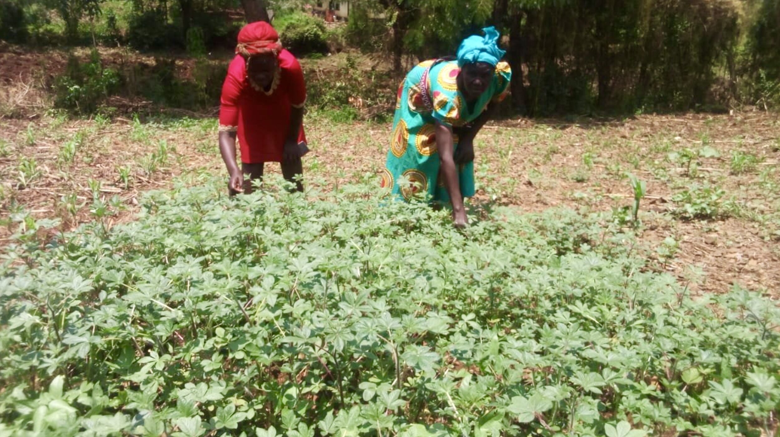  The vegetables have offered the widows an additional source of income as many have surplus. 
