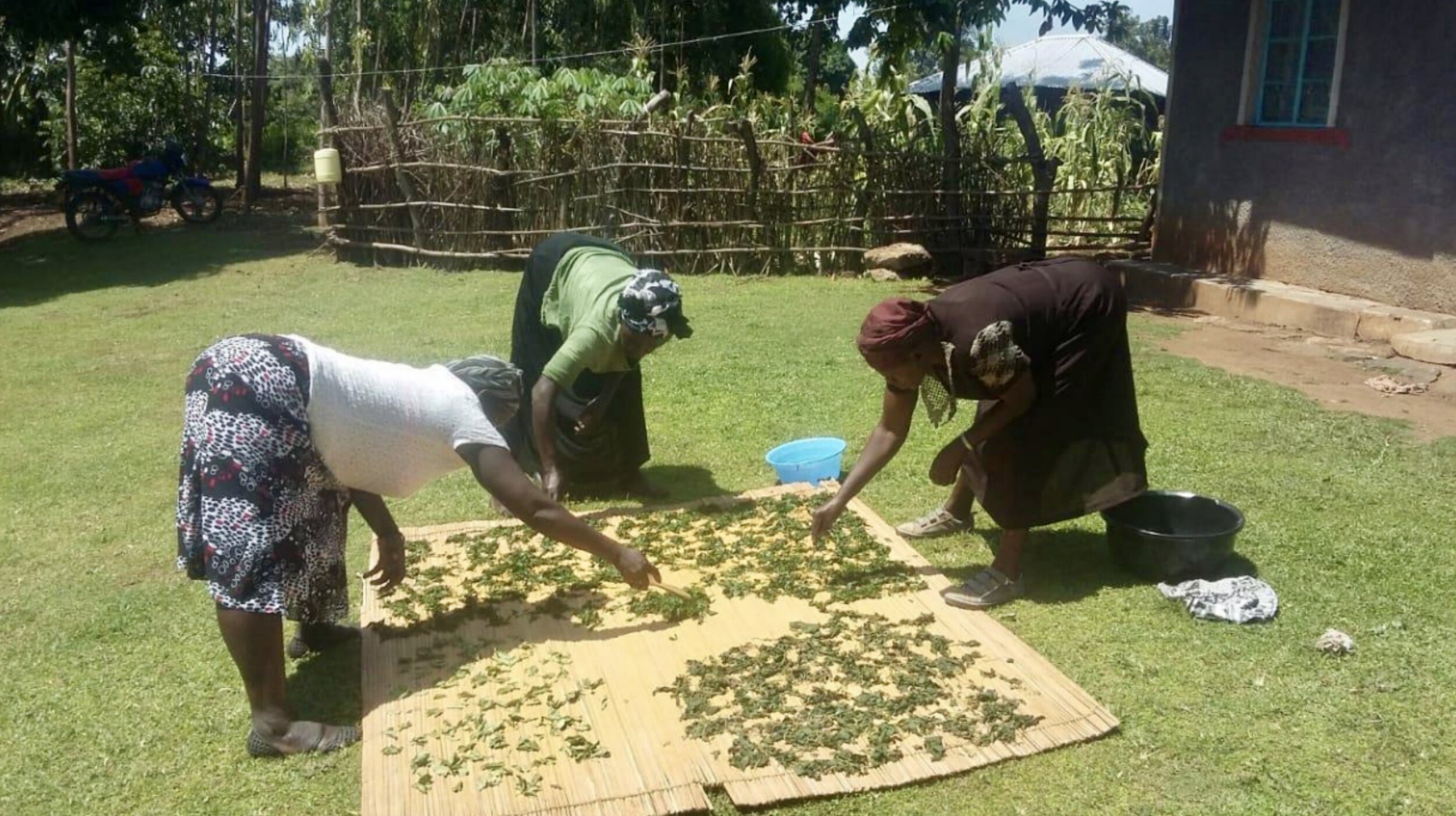  Widows sun drying their vegetables to preserve after harvesting. 