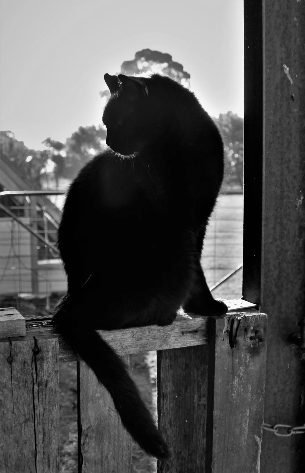 1st ClassBoutique Cat Boarding Canberra