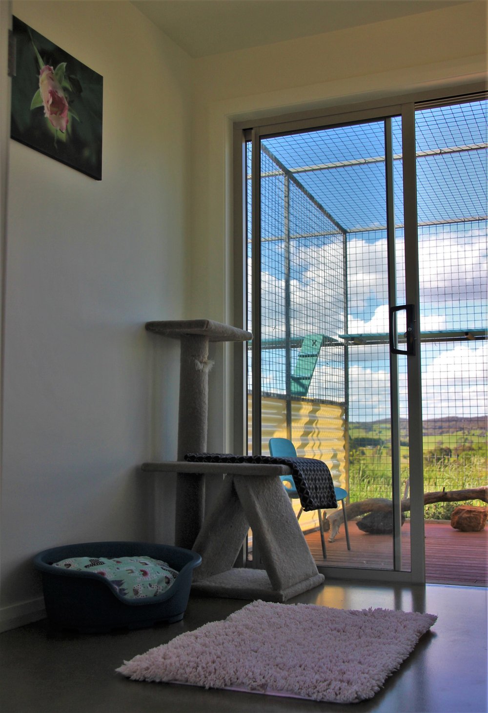 Kismet — 1st ClassBoutique Cat Boarding Canberra