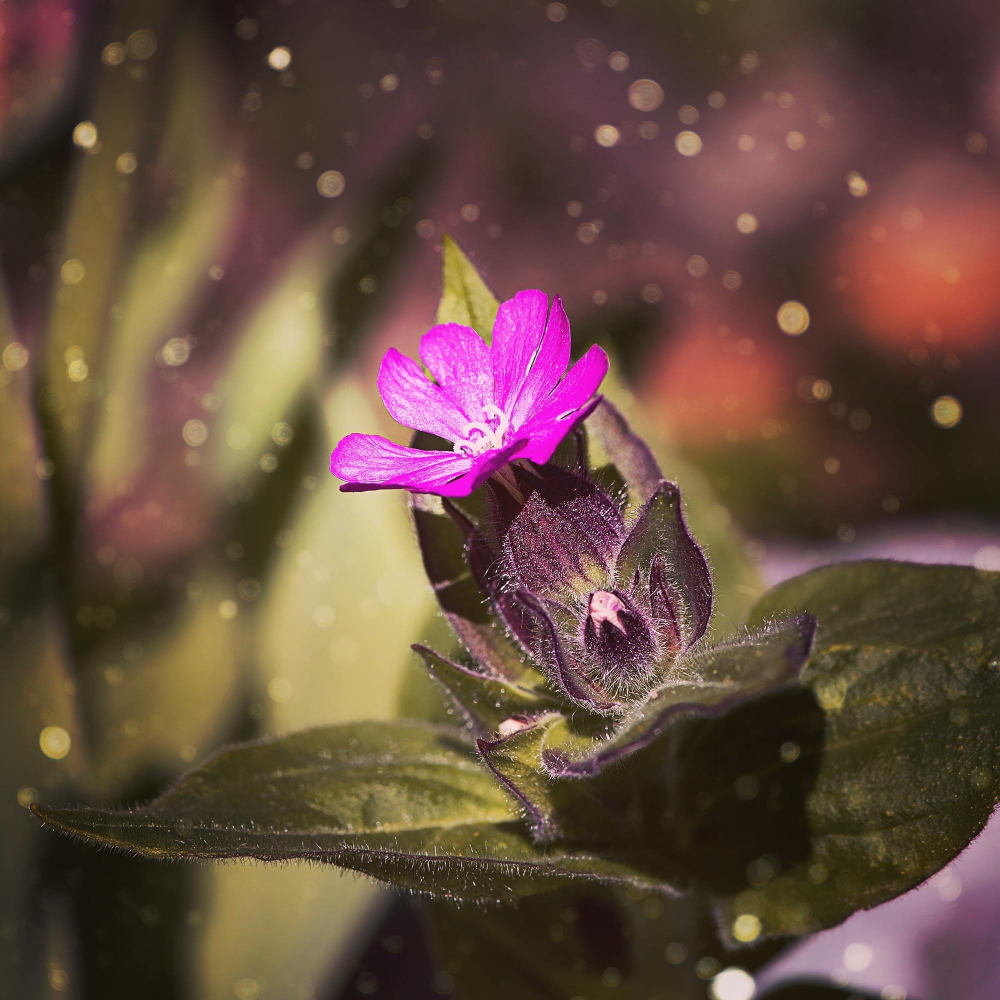 Mother Nature!! 🌸🌍🥰✨🥹
#planetfriendly #nativewildflowers #ilovenature #flowersofinstagram
