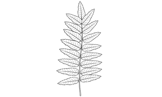 Illustration by Matt Blease