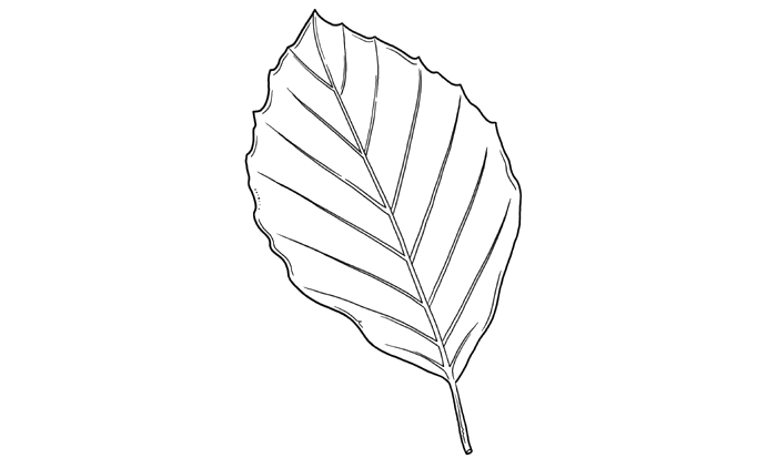 018-trees-beech.png