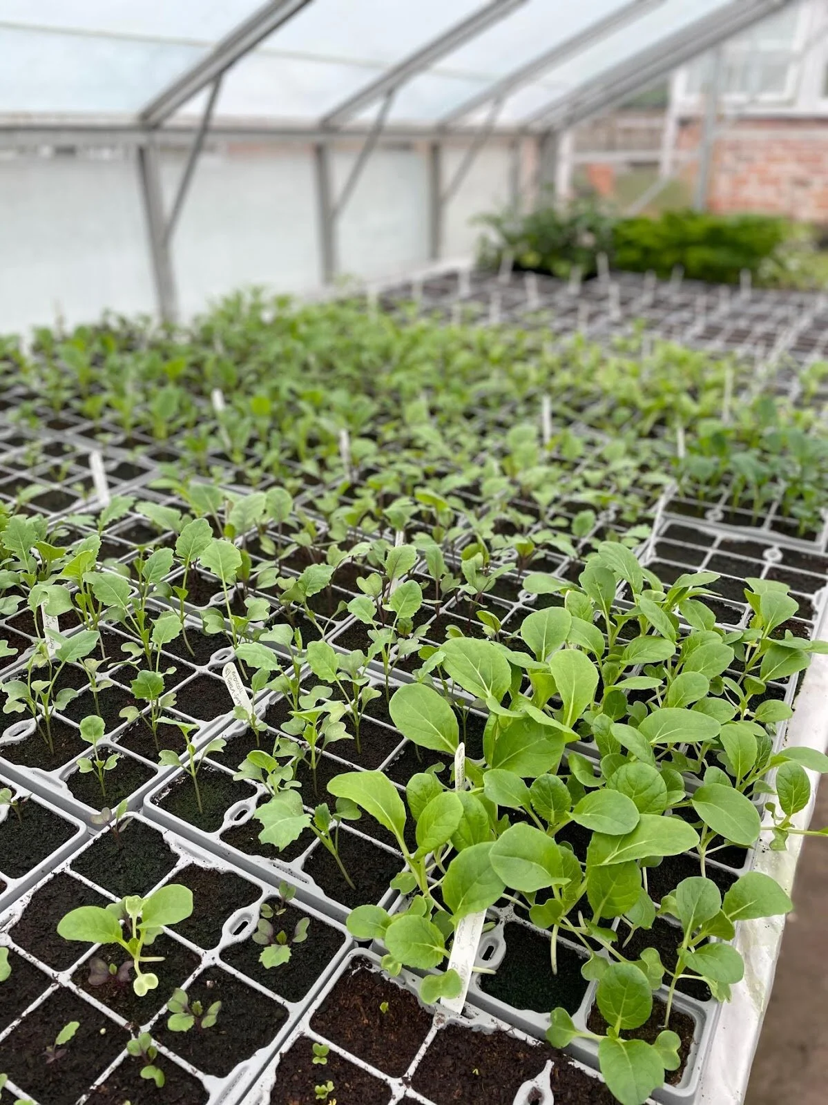 Zara Gordon Lennox 5.jpeg