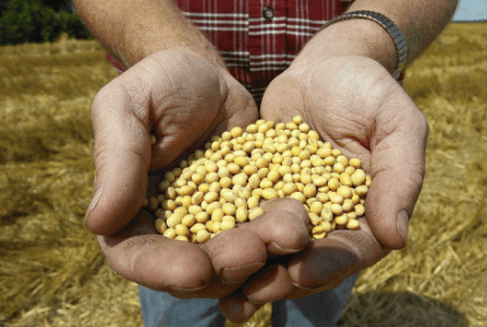 GMO SEEDS IN INDIA