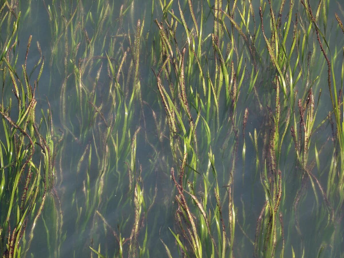 EELGRASS