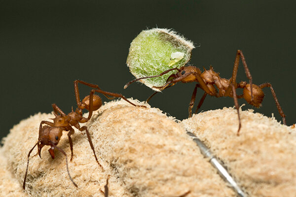 PUTTING THE ANT INTO ANTIBIOTICS