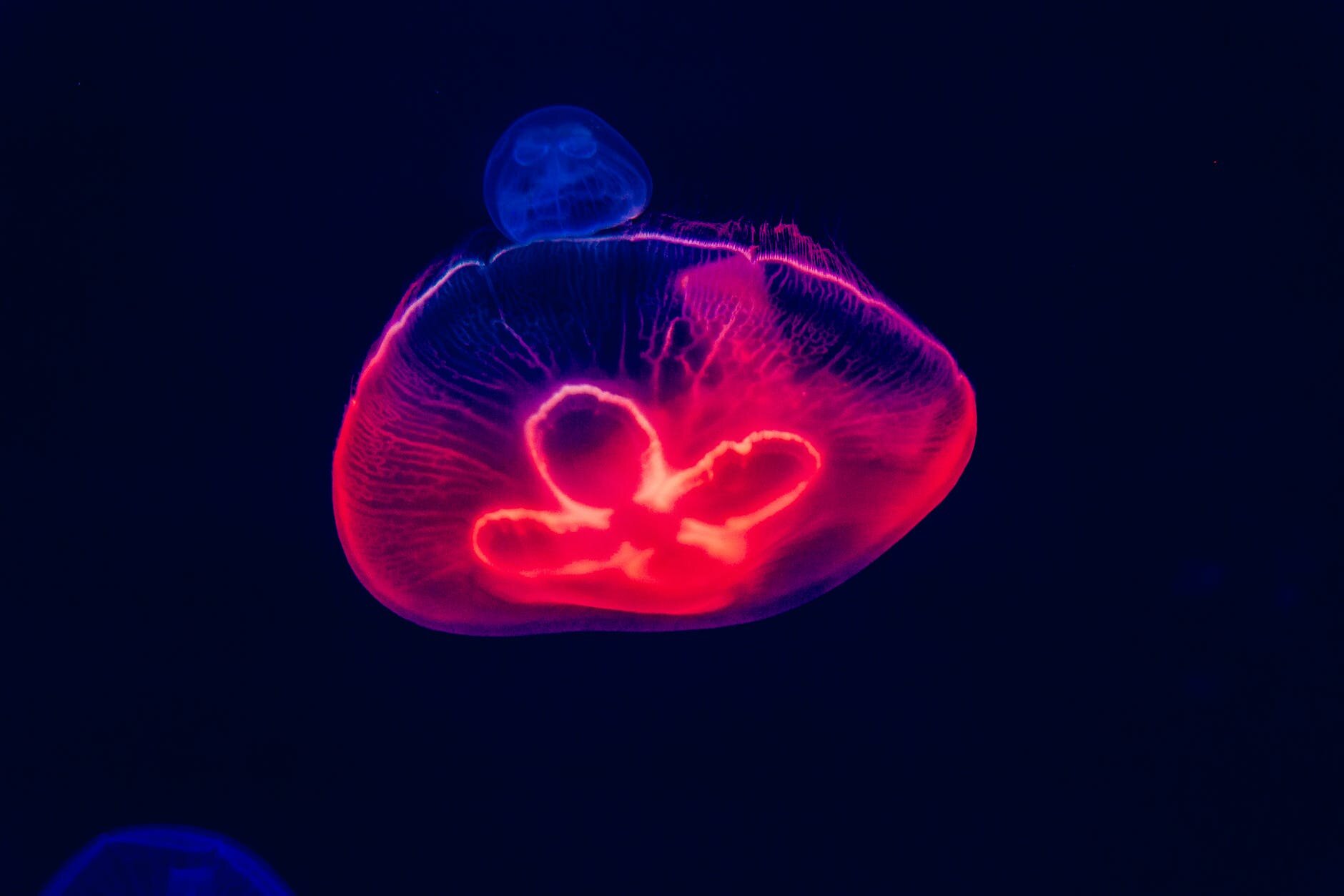 CAN SCIENCE MAKE SENSE OF LIFE? 