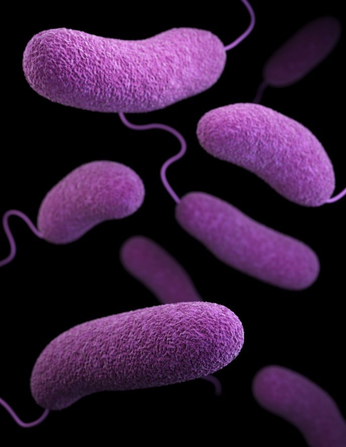 PROBIOTICS &amp; CHOLERA