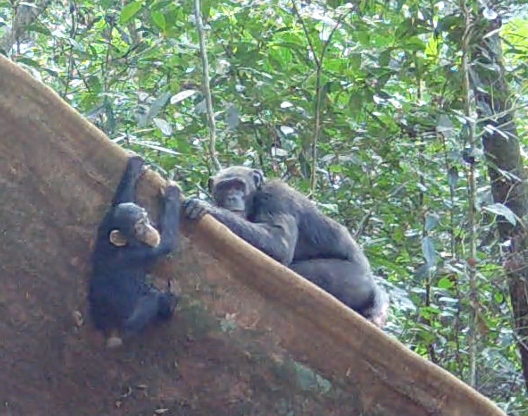 Who's Calling Can You Hear?