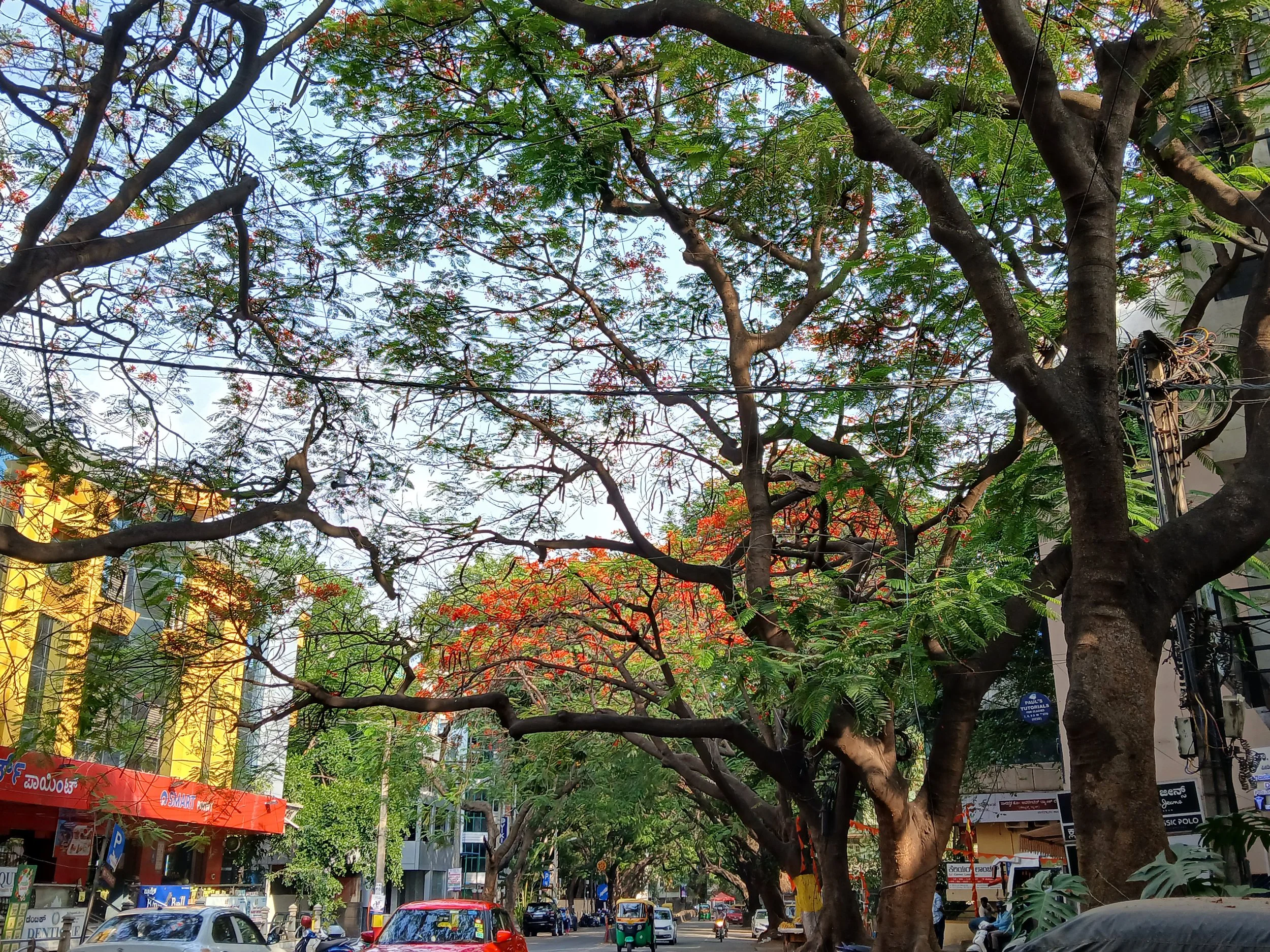 Aditi N_Raste_canopy_trees.jpg