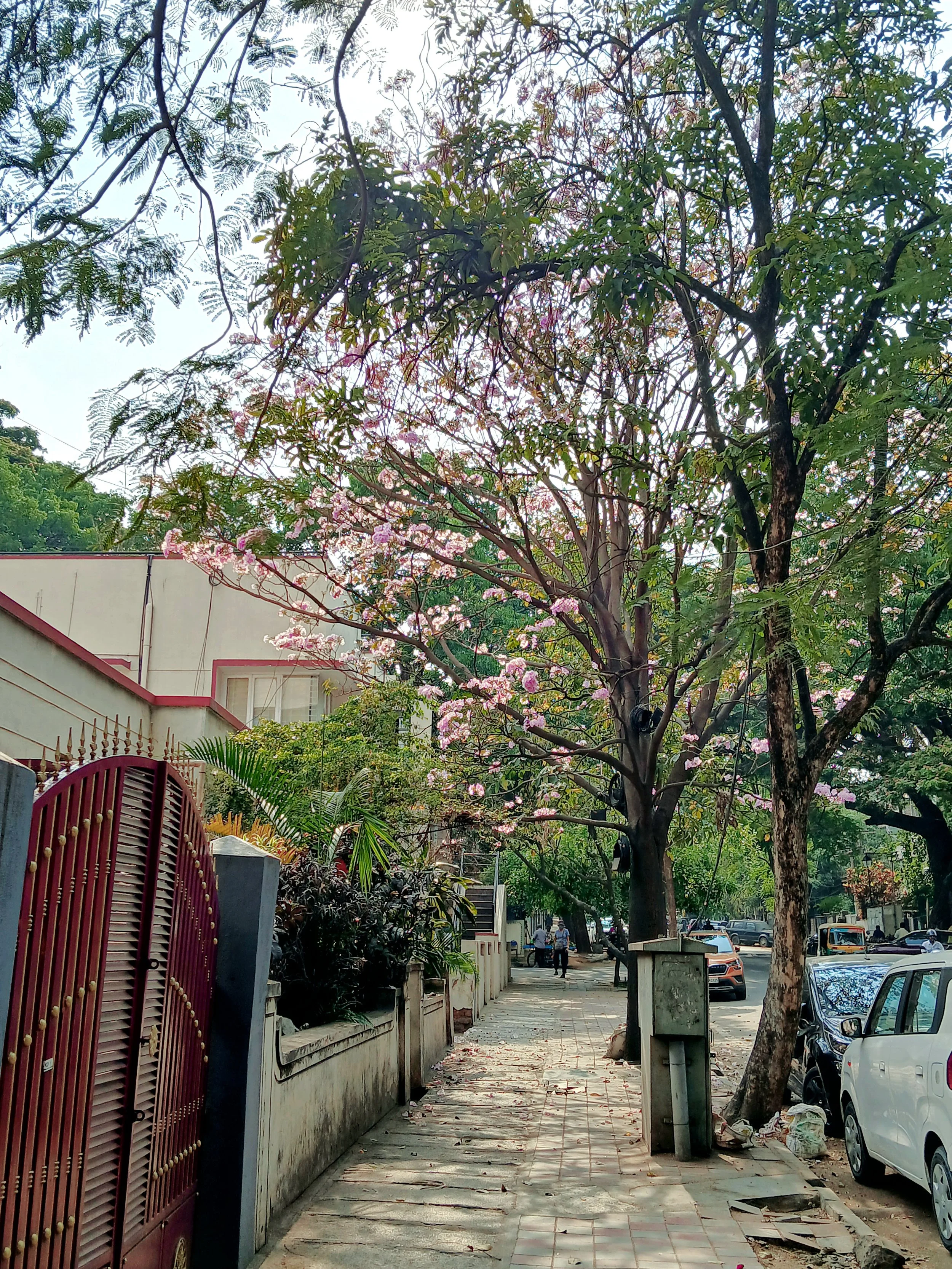 Aditi N_Raste_spring_sweetness.jpg